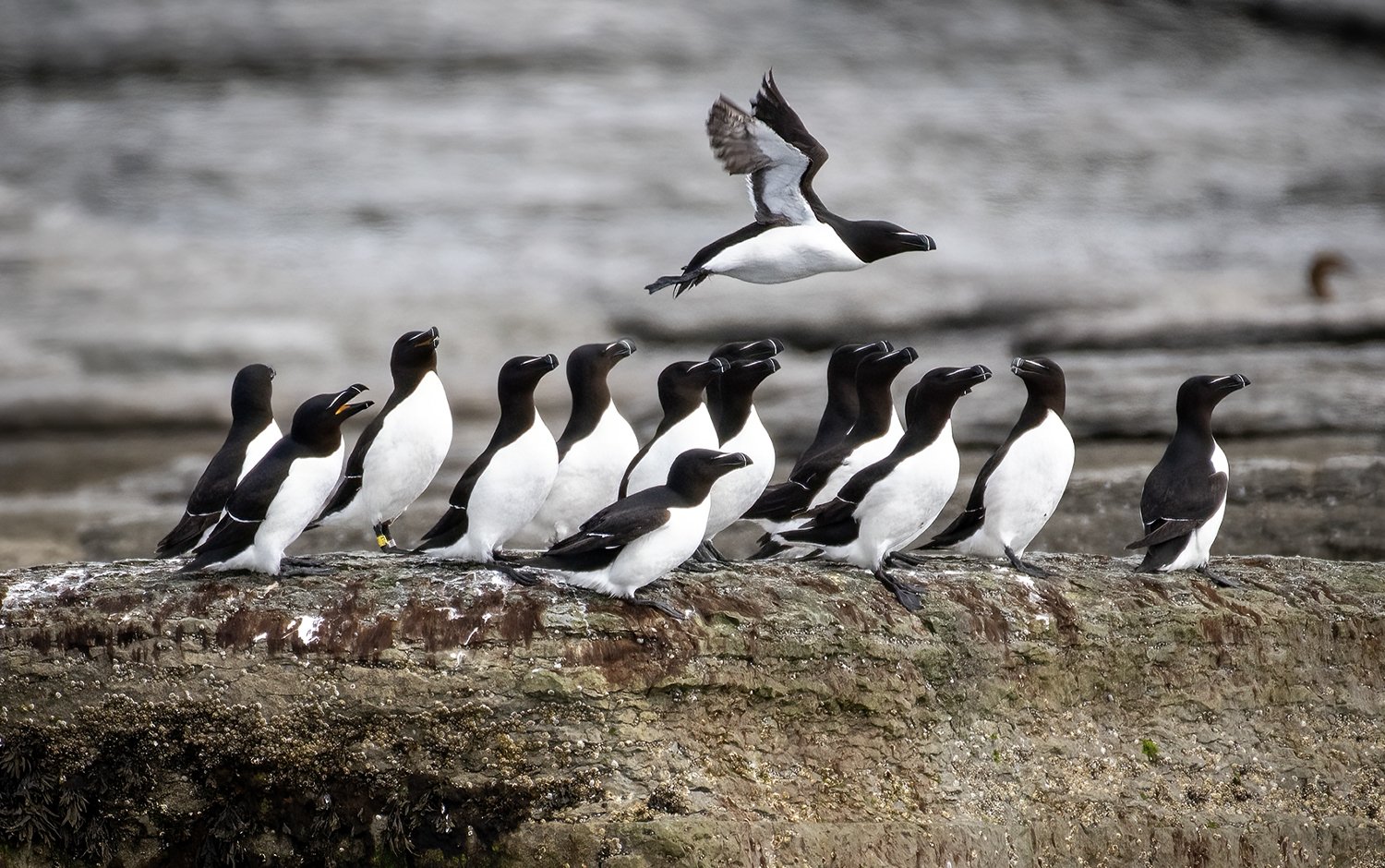 Groupe de pingouins posés sur une roche, avec un pingouin en vol au-dessus, près de l'eau.