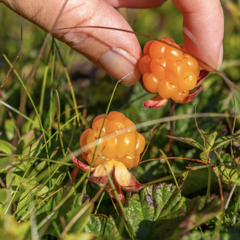 Main qui cueille des mûres orange dans un champ de végétation verte
