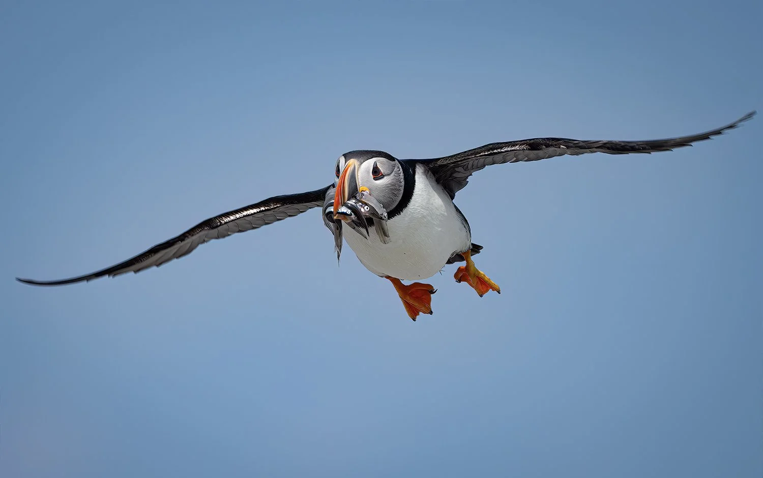 Un puffin en vol tenant un poisson dans son bec contre un ciel bleu.