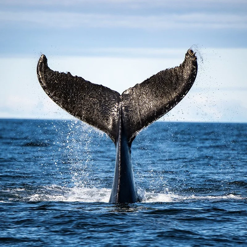 La queue d'une baleine qui sort de l'eau dans l'océan.