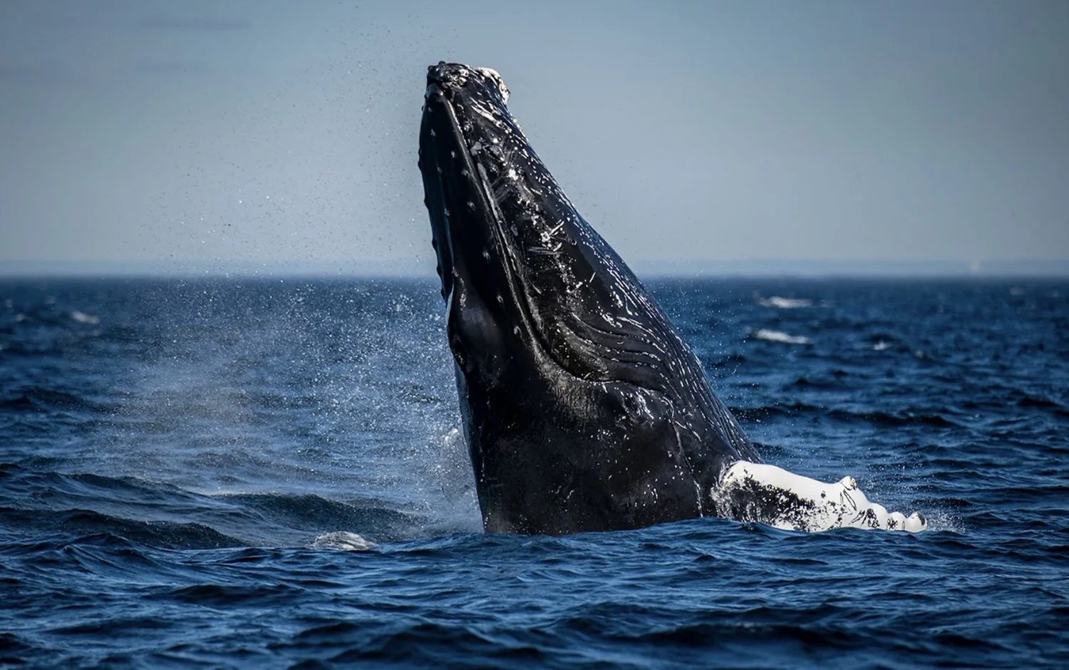 Une baleine à bosse qui sort de l'eau, sa tête et une partie de son corps visibles, avec de l'eau qui jaillit autour.