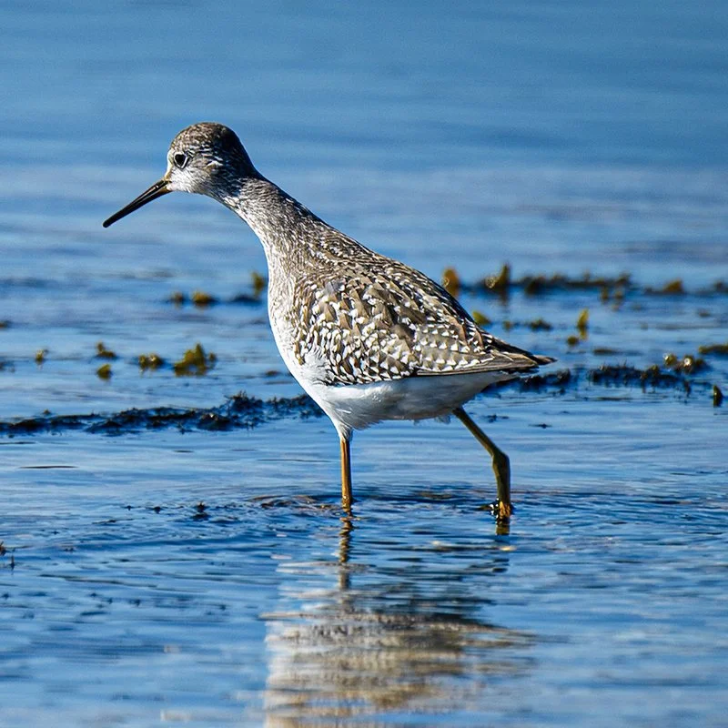 Un oiseau échassier dans l'eau, probablement une galette cendrée, avec un long bec noir et de longues pattes jaunes, marchant dans une zone humide.