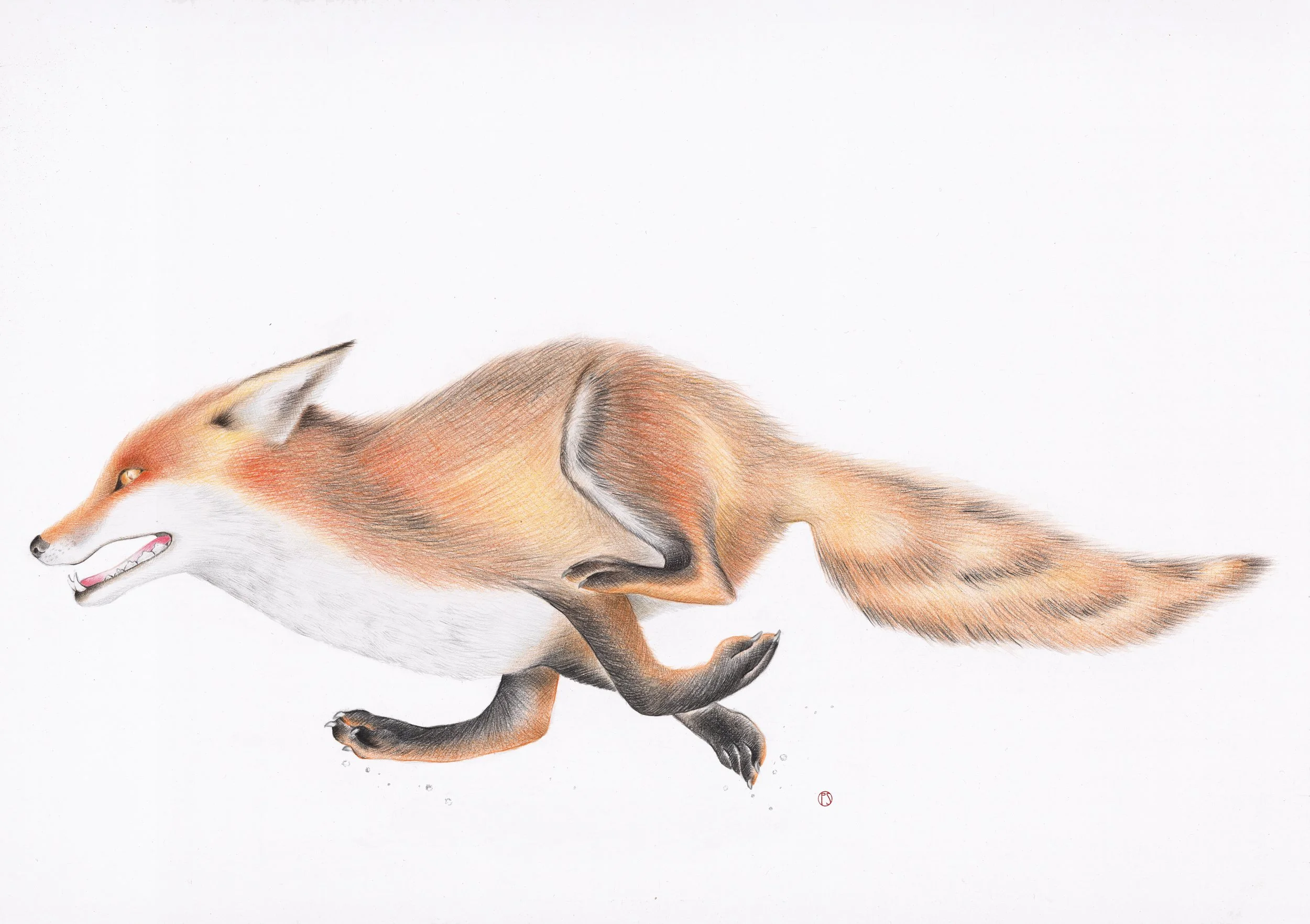 Renard new version.jpg