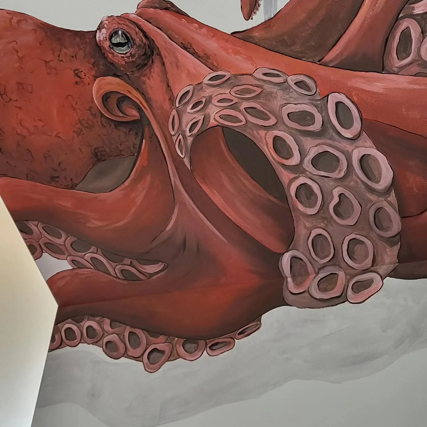 Close-up of an octopus with reddish-pink skin and detailed tentacles, resting on a surface.