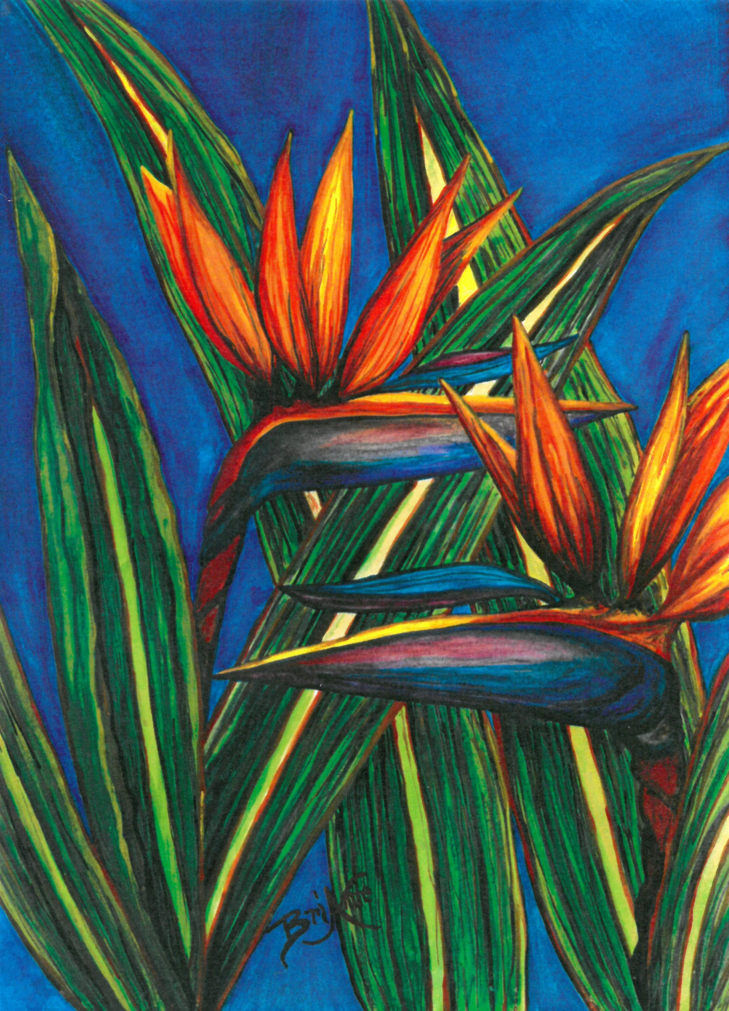 bird of paradise.jpg