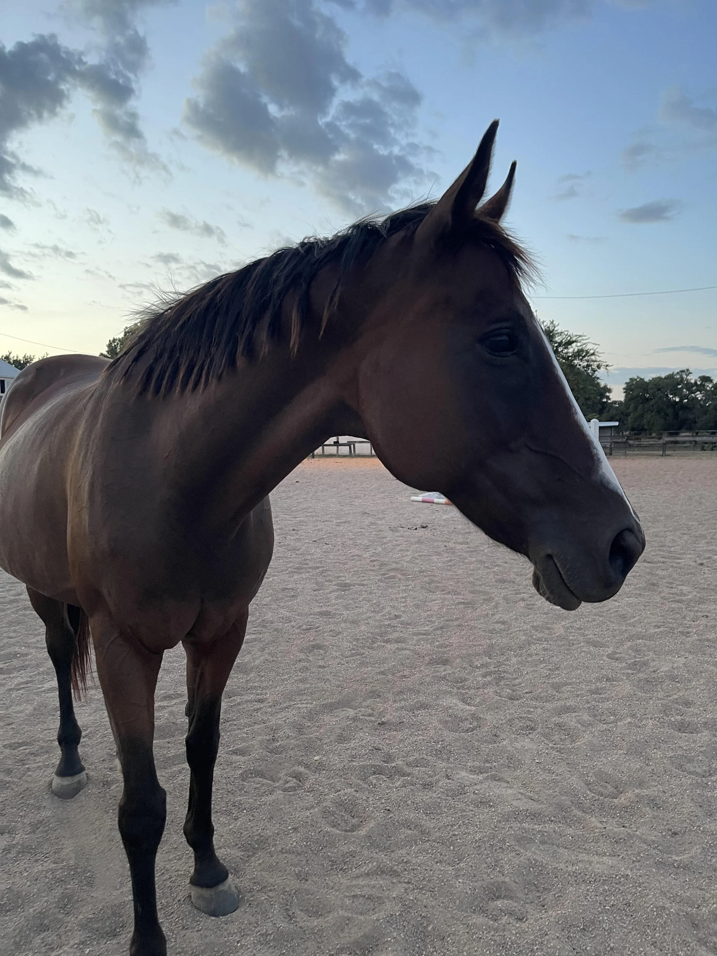 A brown horse with a black mane standing in an outdoor riding arena during dusk, with a partly cloudy sky in the background.