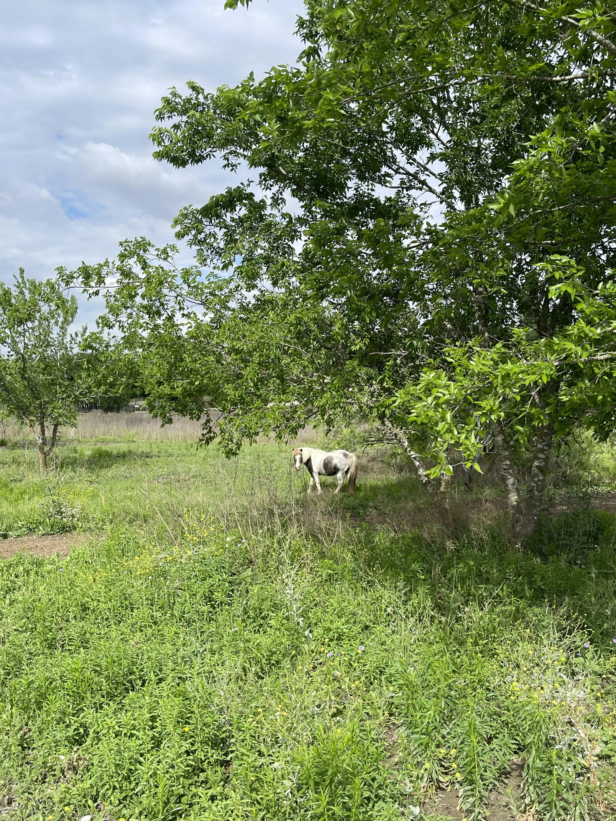 A white horse with gray spots standing under a large green leafy tree in a grassy field, with a cloudy sky above.