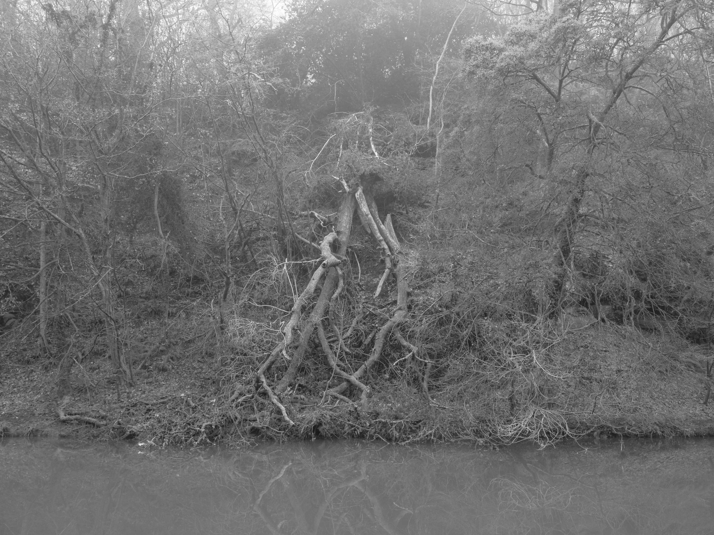 Black and white photo of a riverbank with leafless trees and a fallen tree leaning against the bank.