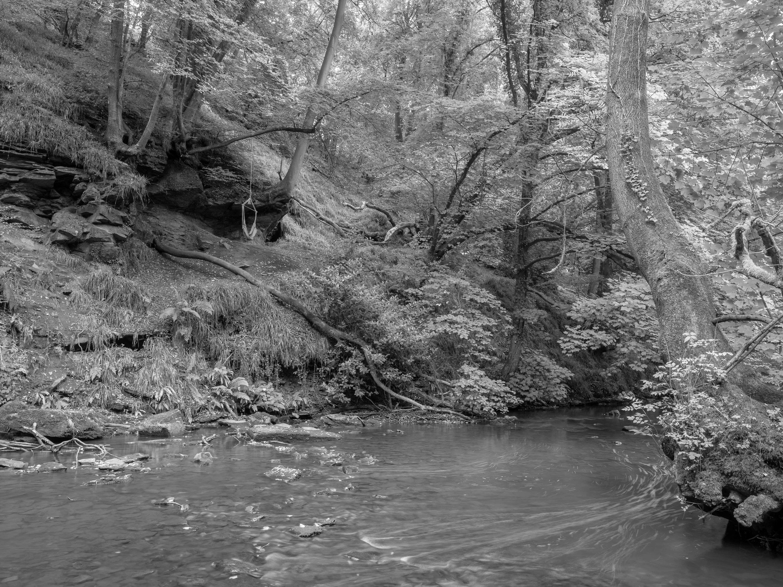 A black and white photo of a forested area with a small river or stream flowing through it, surrounded by trees and rocks.