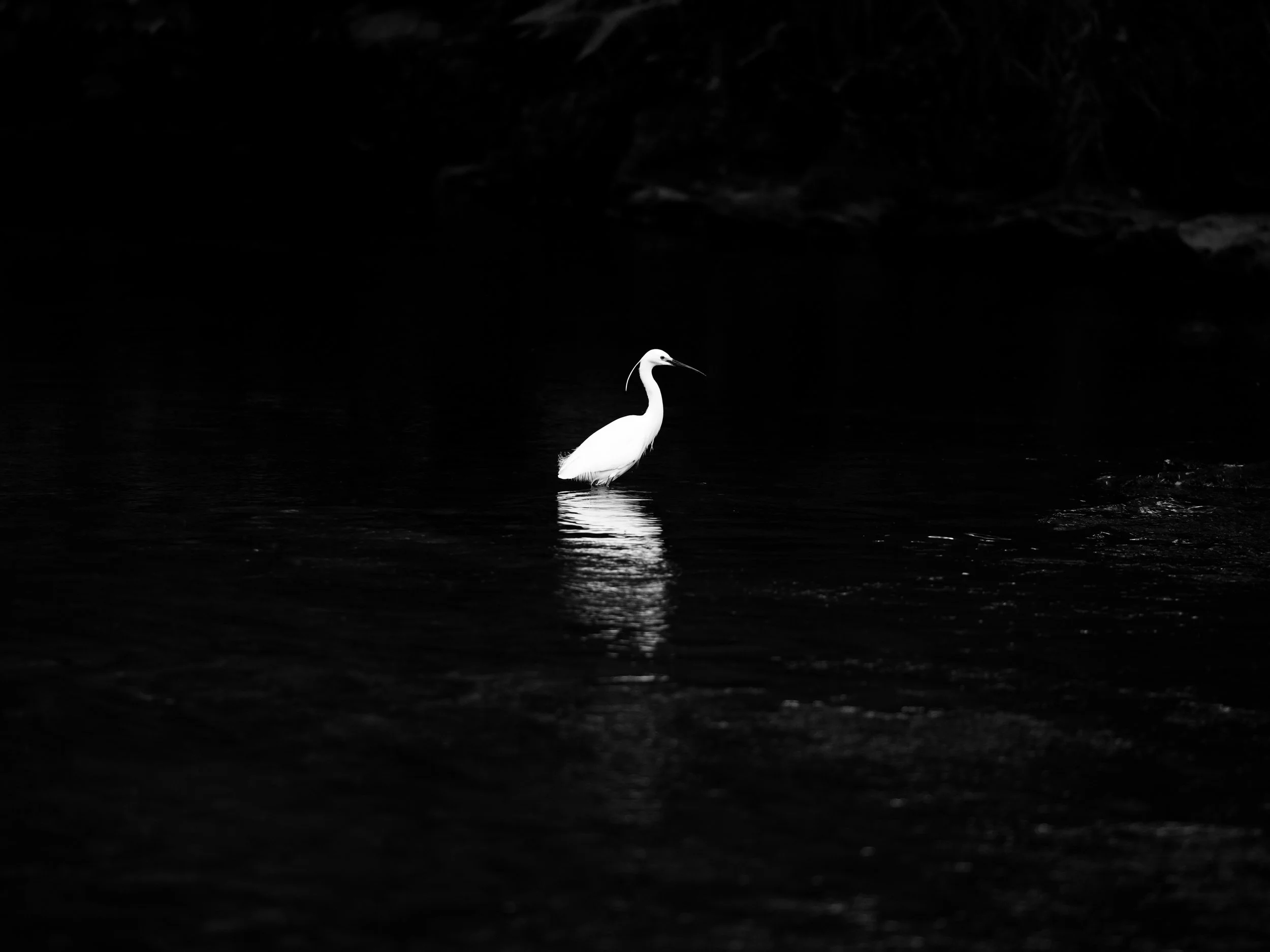 A white heron standing in dark water, with its reflection visible on the surface.