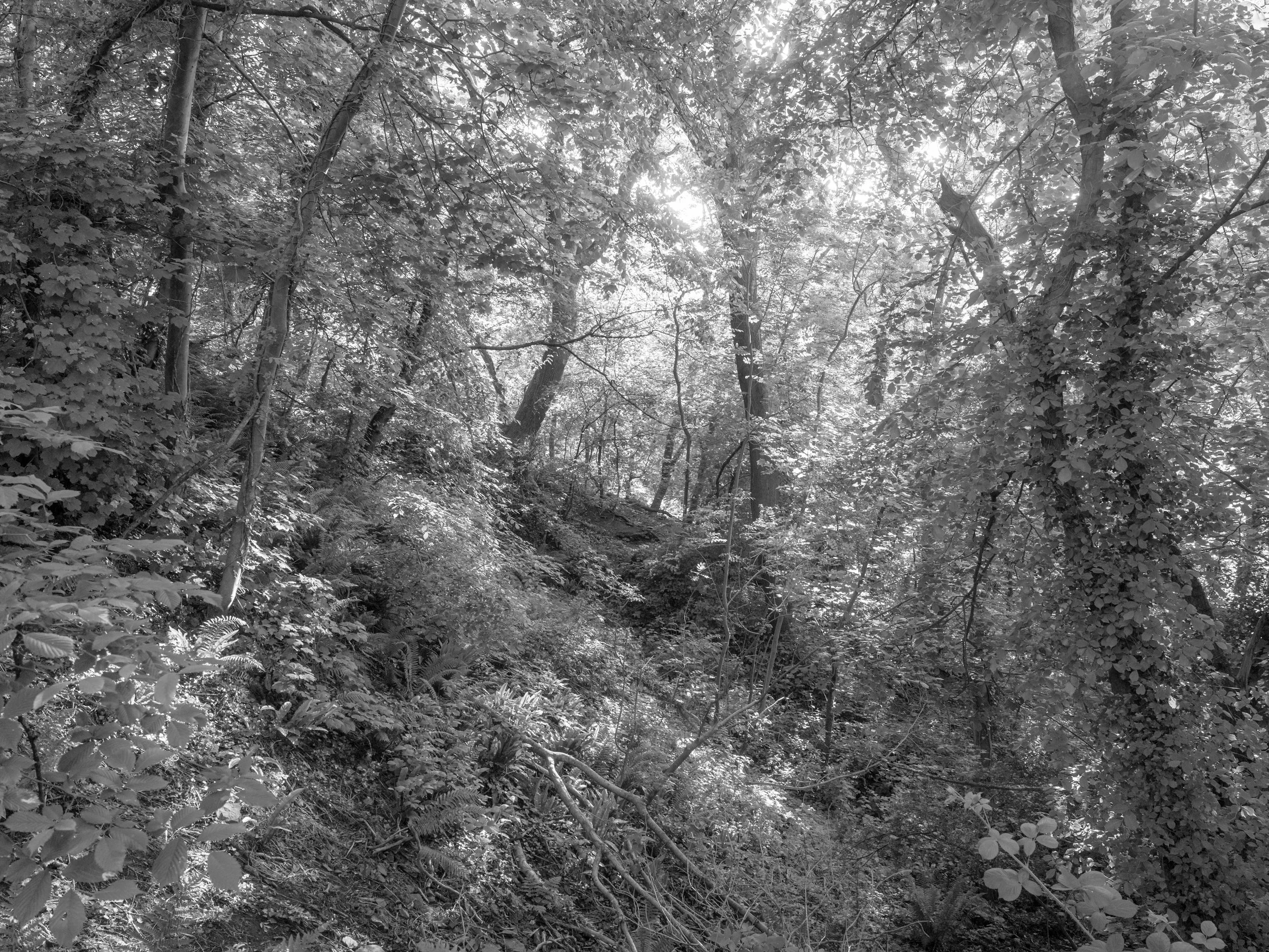 Black and white photo of a dense forest with tall trees and thick foliage, sunlight filtering through the leaves.