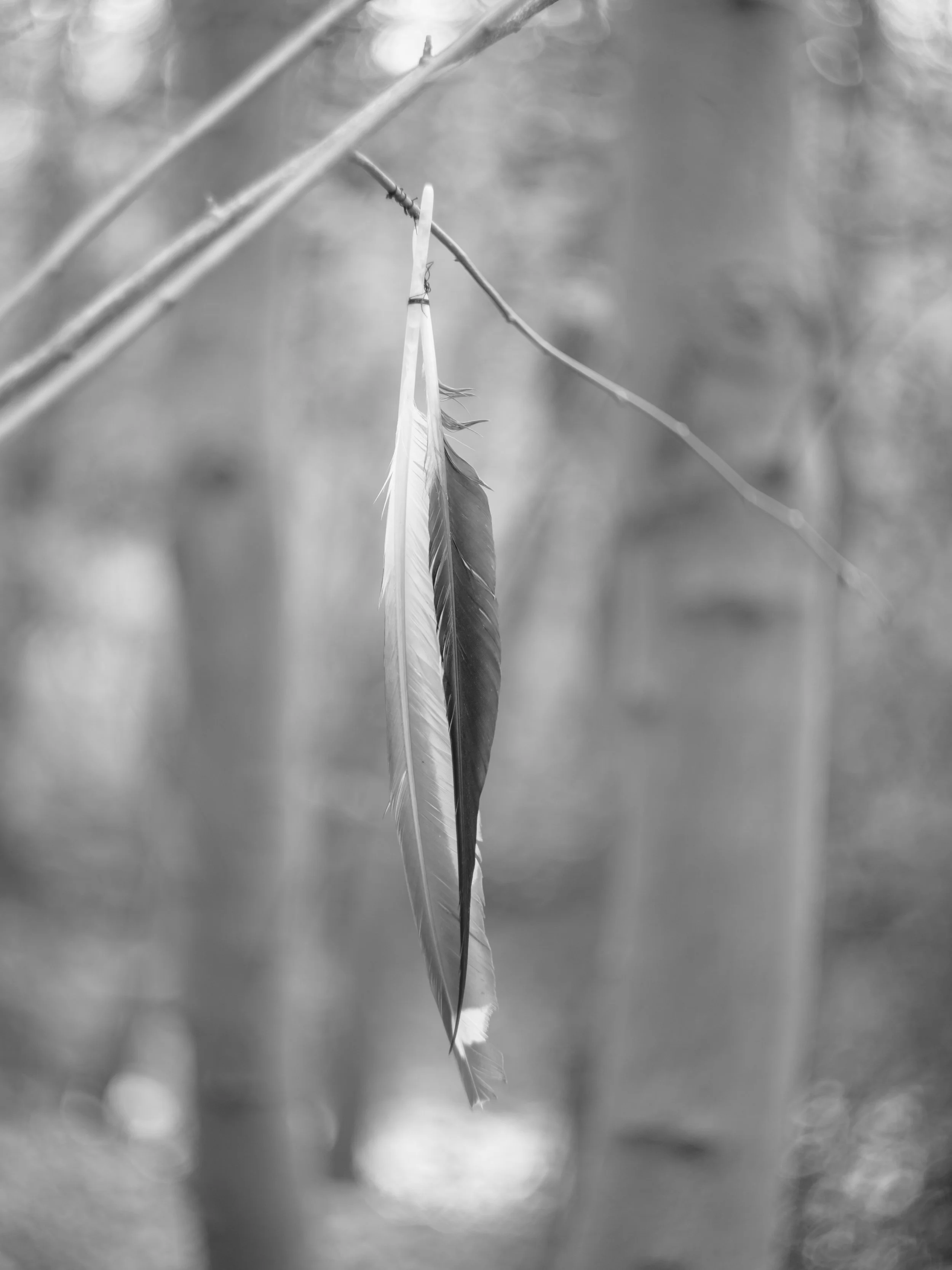 A black and white photo of a bird feather hanging from a tree branch in a natural setting.
