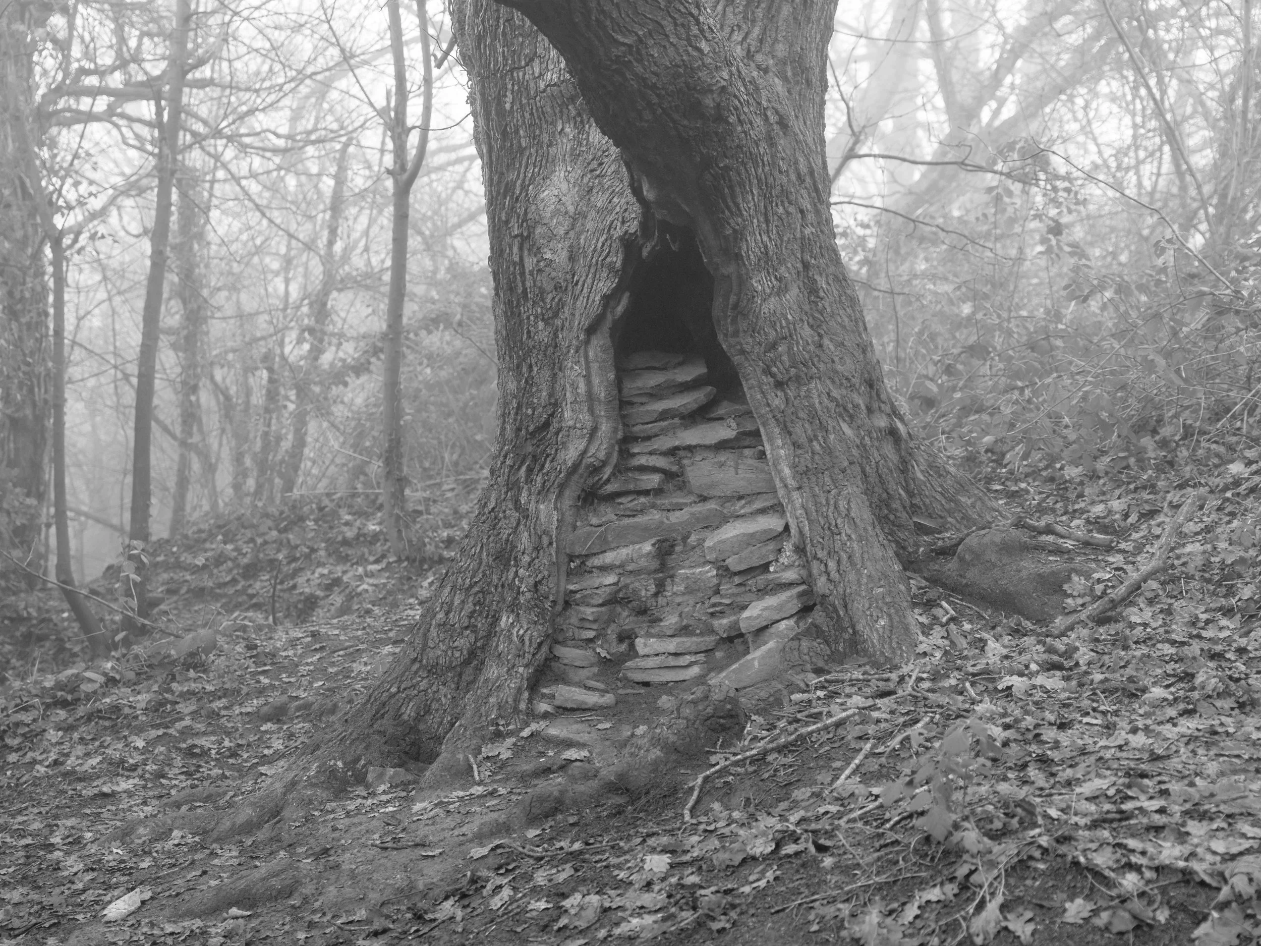 A large tree with a hollow trunk in a foggy forest, with a stone staircase leading up inside the hollow.