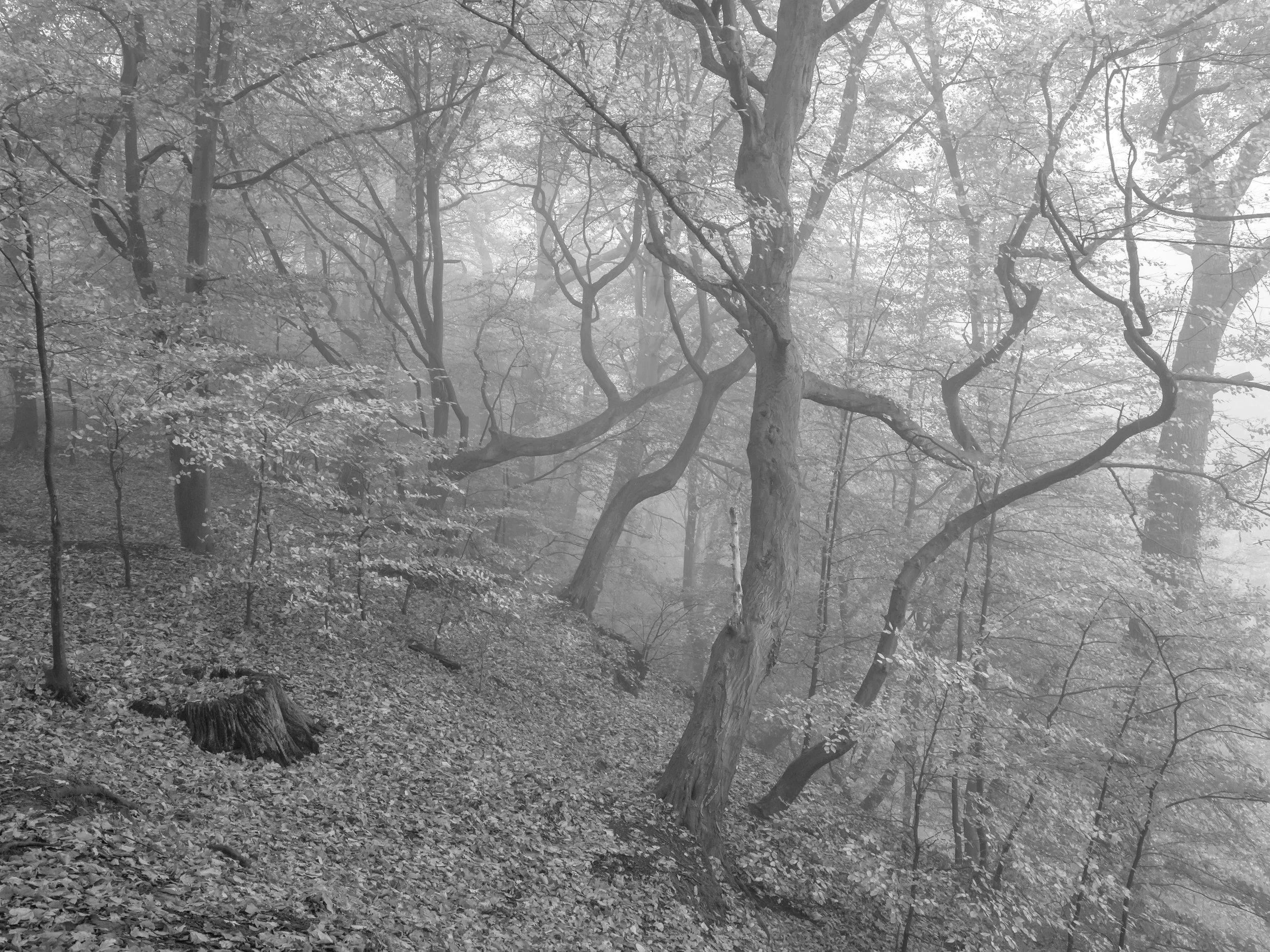 A foggy forest scene with leafless trees and fallen leaves on the ground.