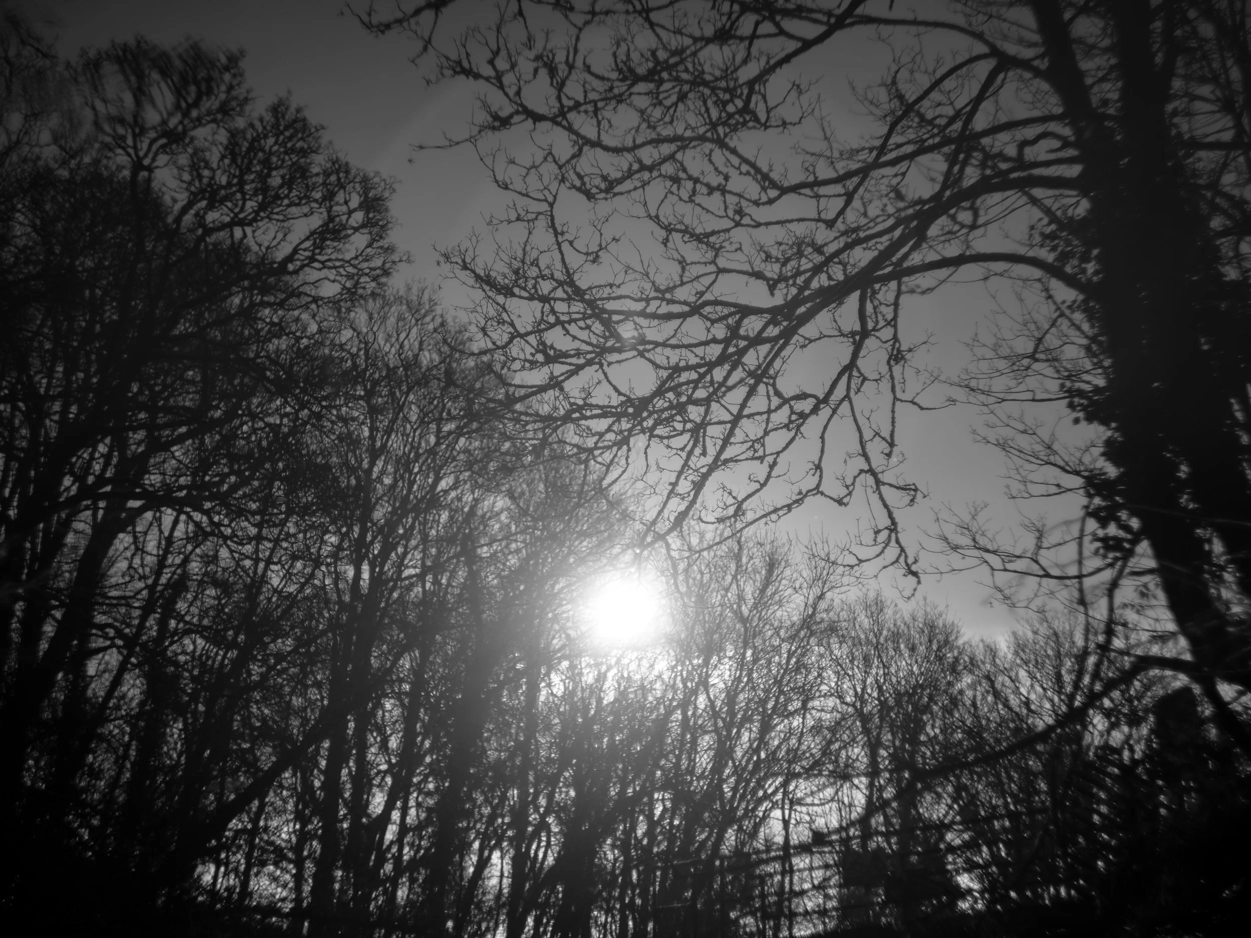 Black and white photo of leafless trees with sun shining through, creating a stark contrast between light and shadow.