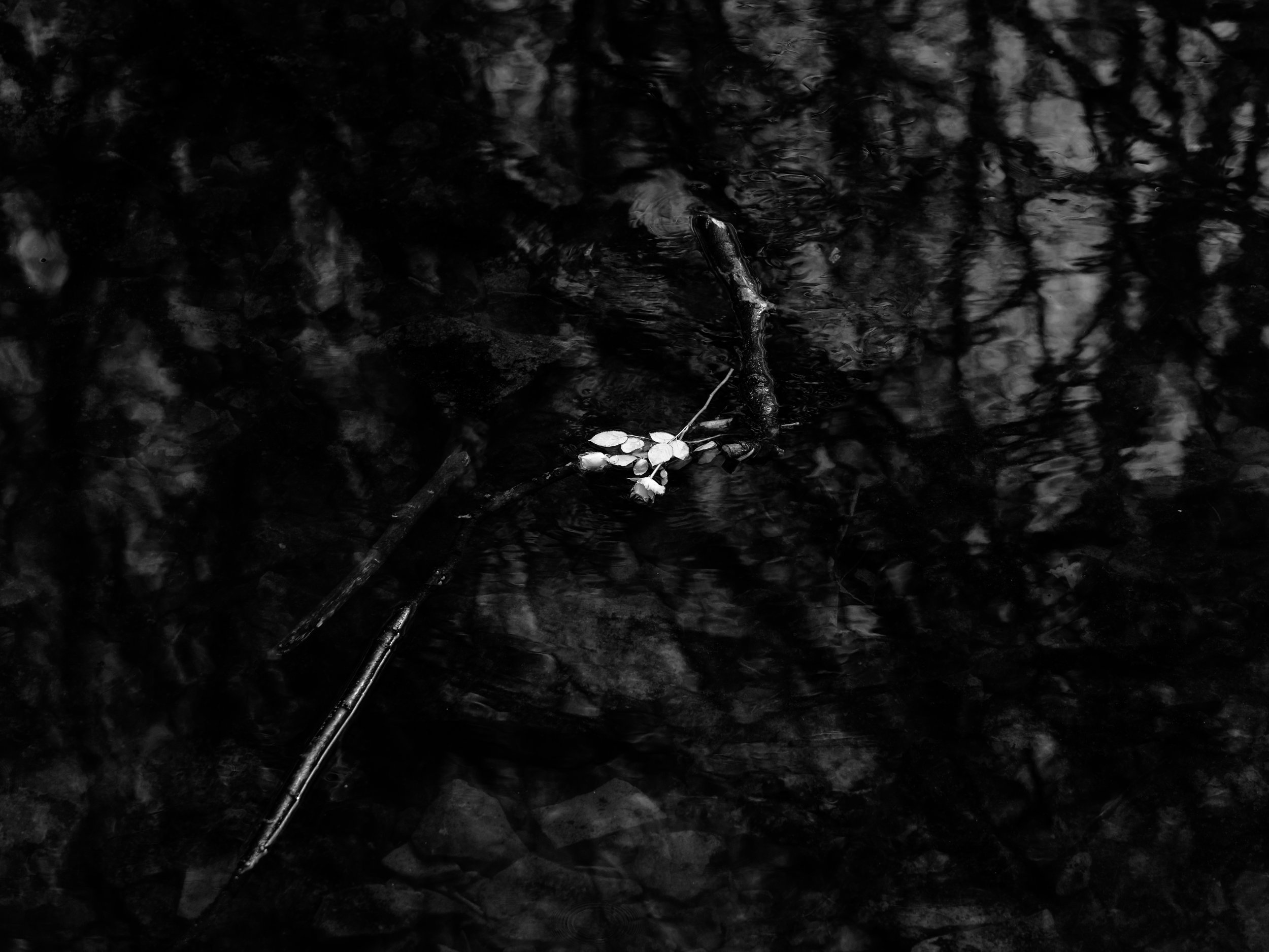 A stick with a cluster of small leaves floats on dark water, with reflections of tree branches on the surface.