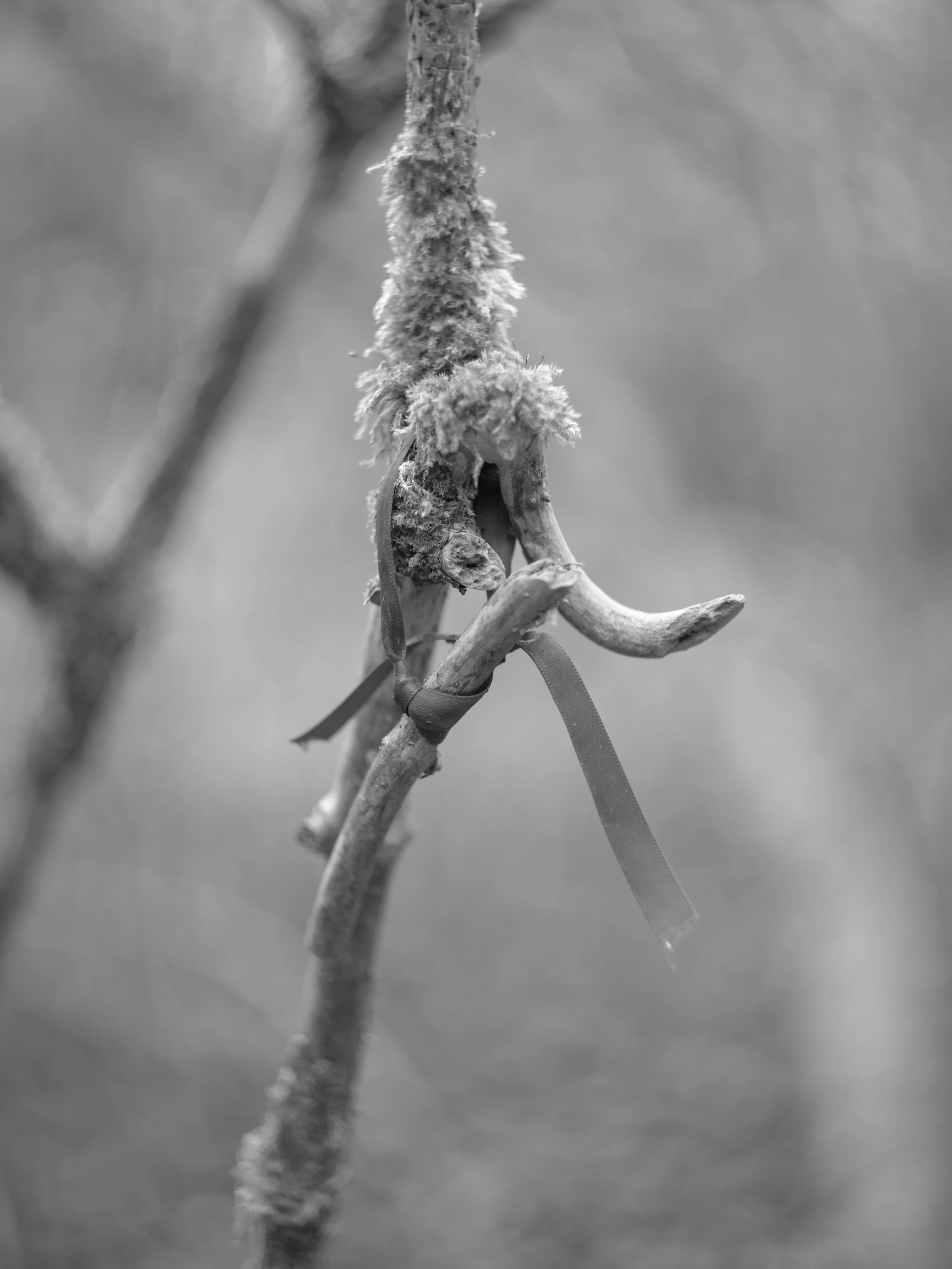 Close-up of a small branch with a fuzzy texture and a piece of ribbon tied around it in black and white.