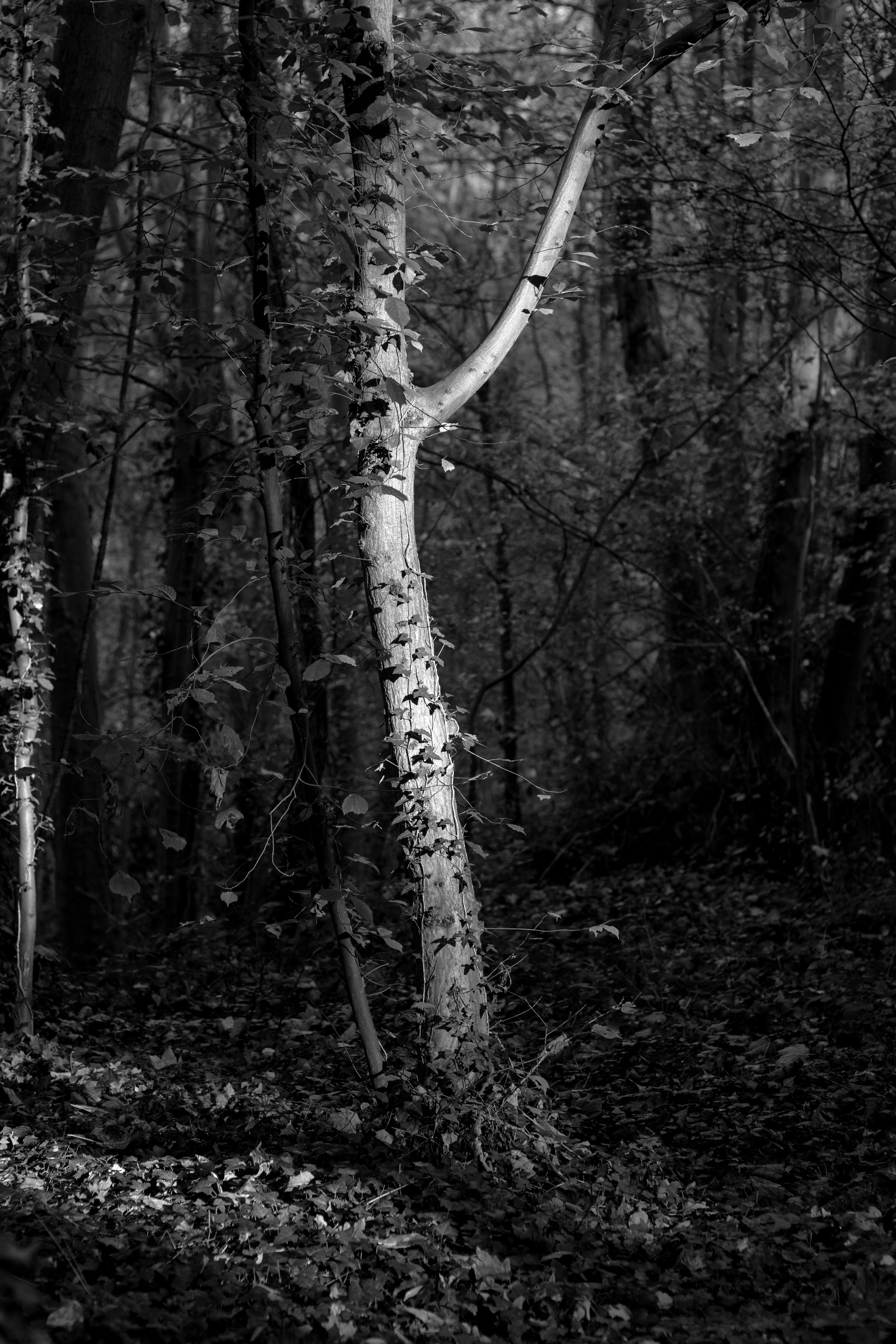 Black and white photo of a forest with a leaning tree trunk covered in vines and leaves