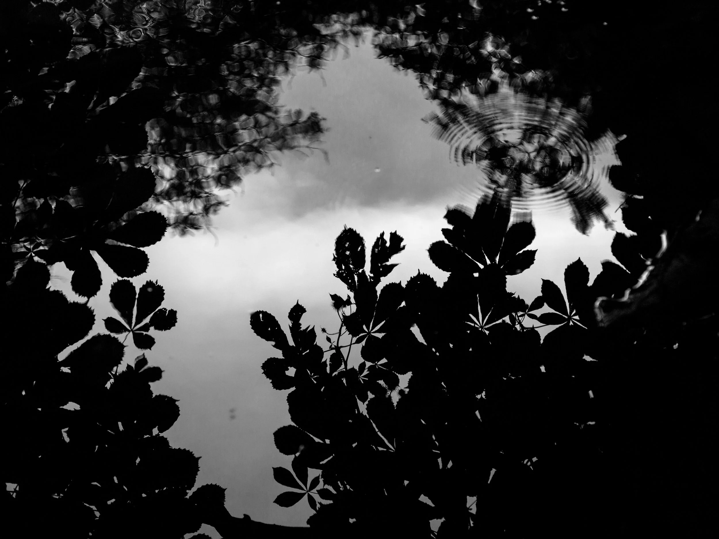 Black and white photo of a small pond with floating leaves and a ripple in the water reflecting the sky and trees.