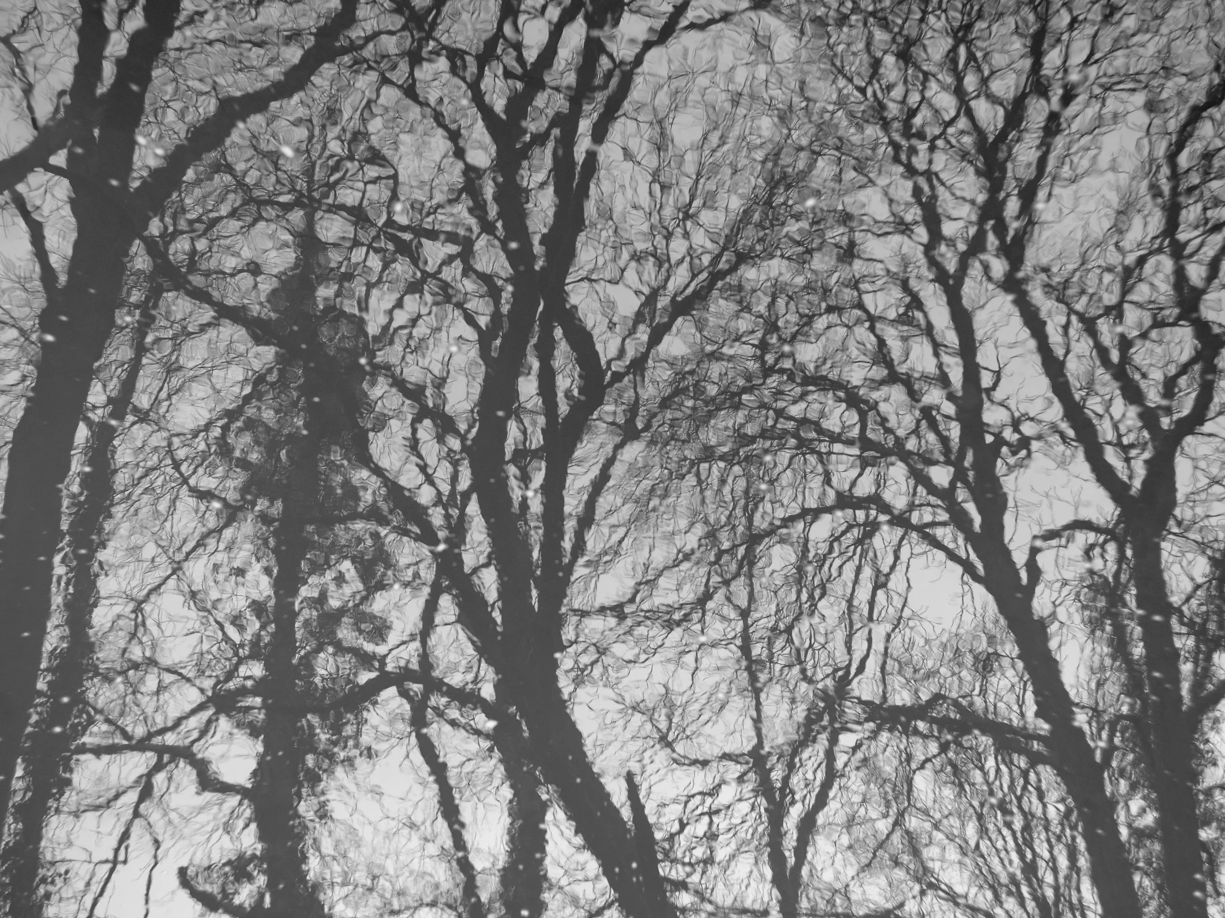 The image shows the reflection of leafless trees on a wet surface, possibly water, with textured water droplets and a cloudy sky in the background.