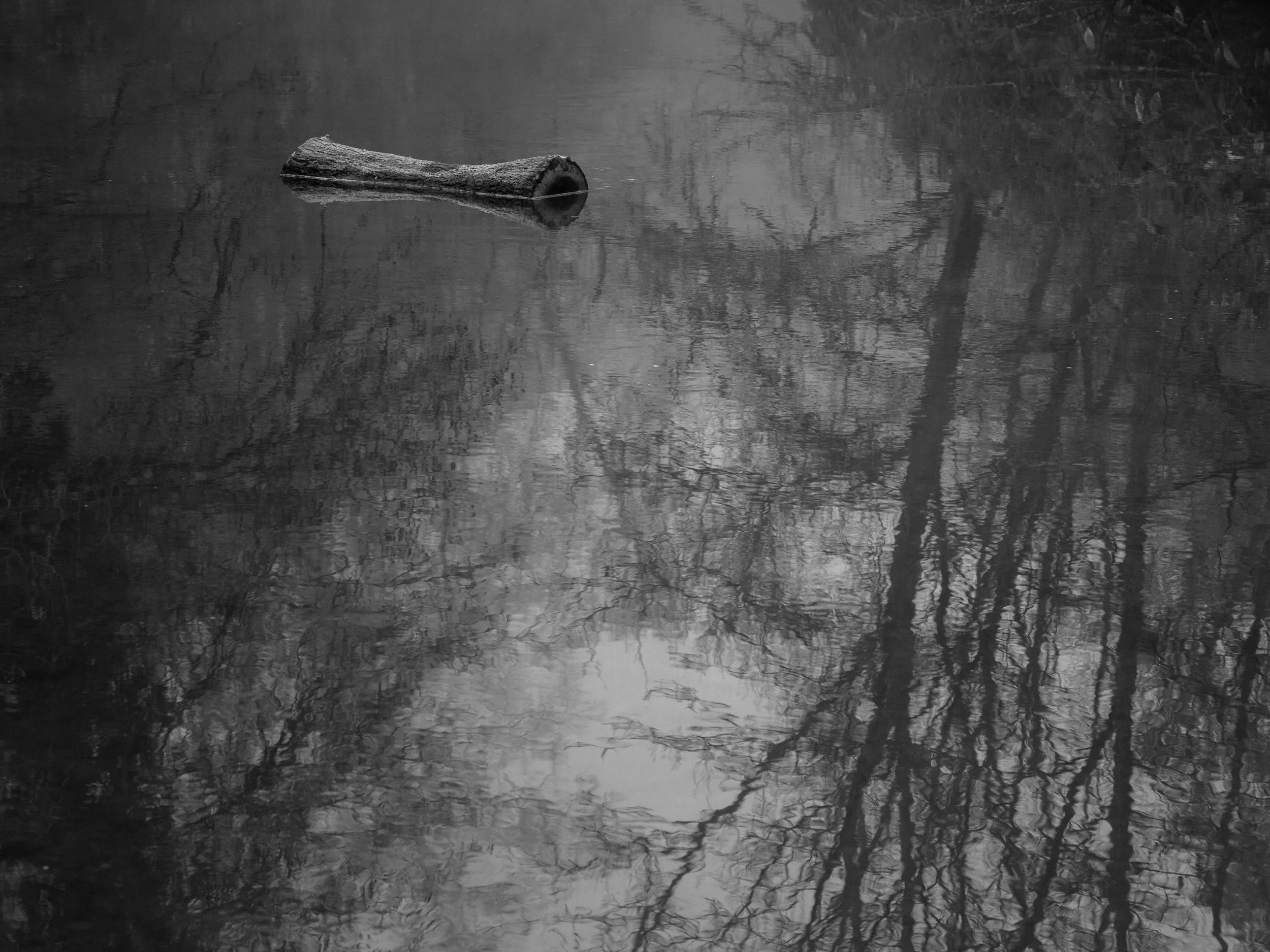 Black and white photograph of a tree branch floating on still water, with tree reflections visible on the surface.