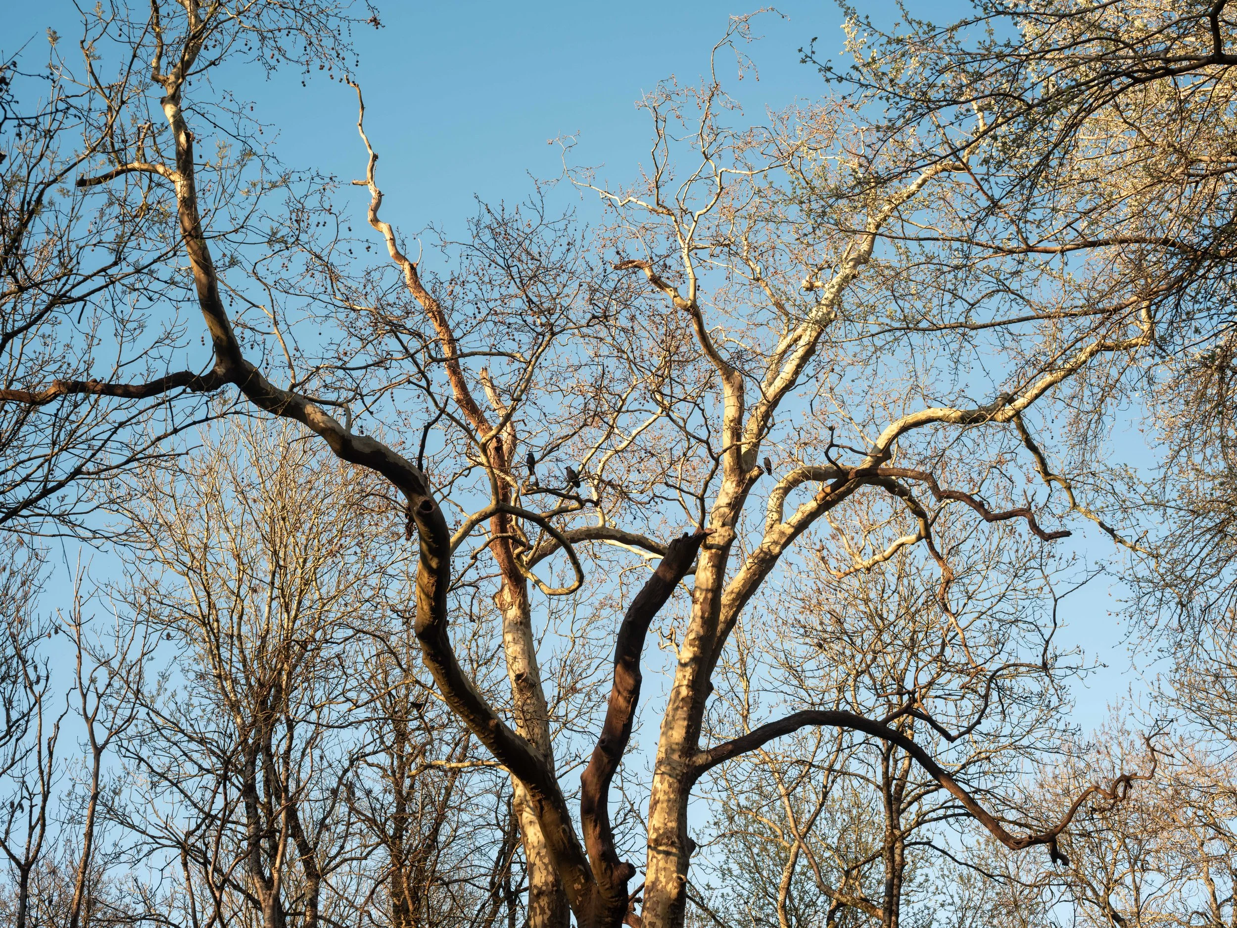 Bare tree branches against a clear blue sky.