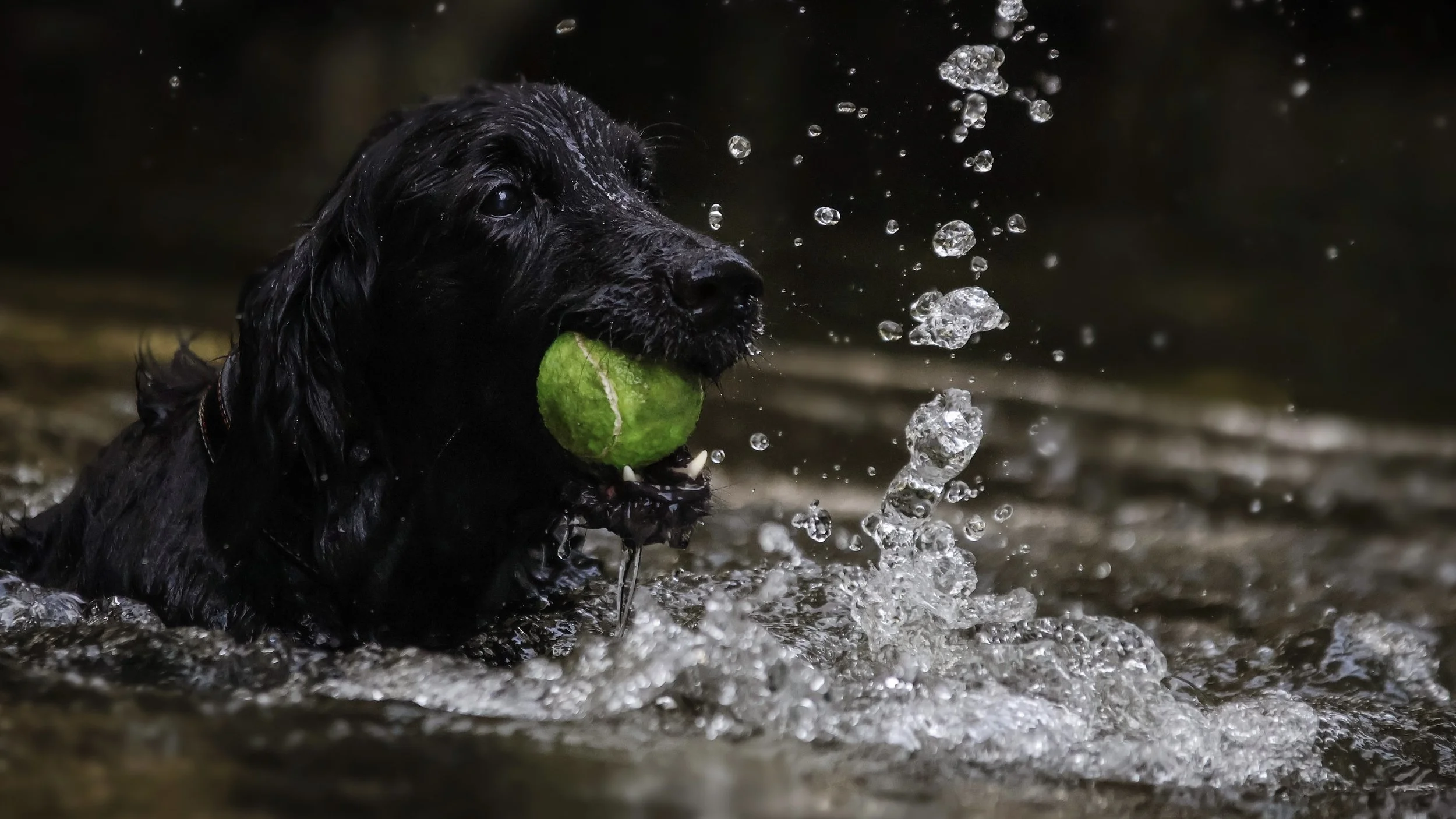 Hunde