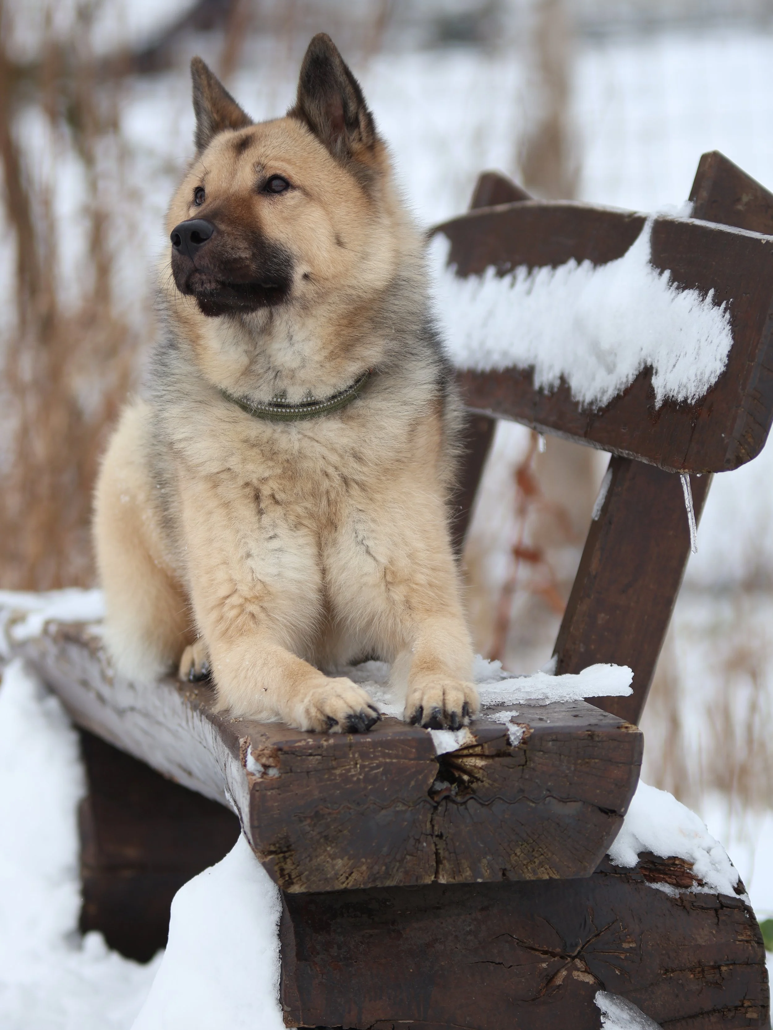 IMG_8245.jpeg