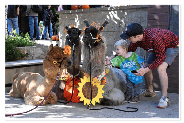 Two alpacas dressed in fall-themed accessories sitting on the sidewalk with a young boy petting one of them. A large dog rests nearby. People are seen in the background.