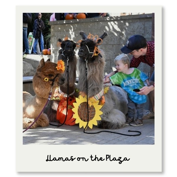 Llamas on the Plaza