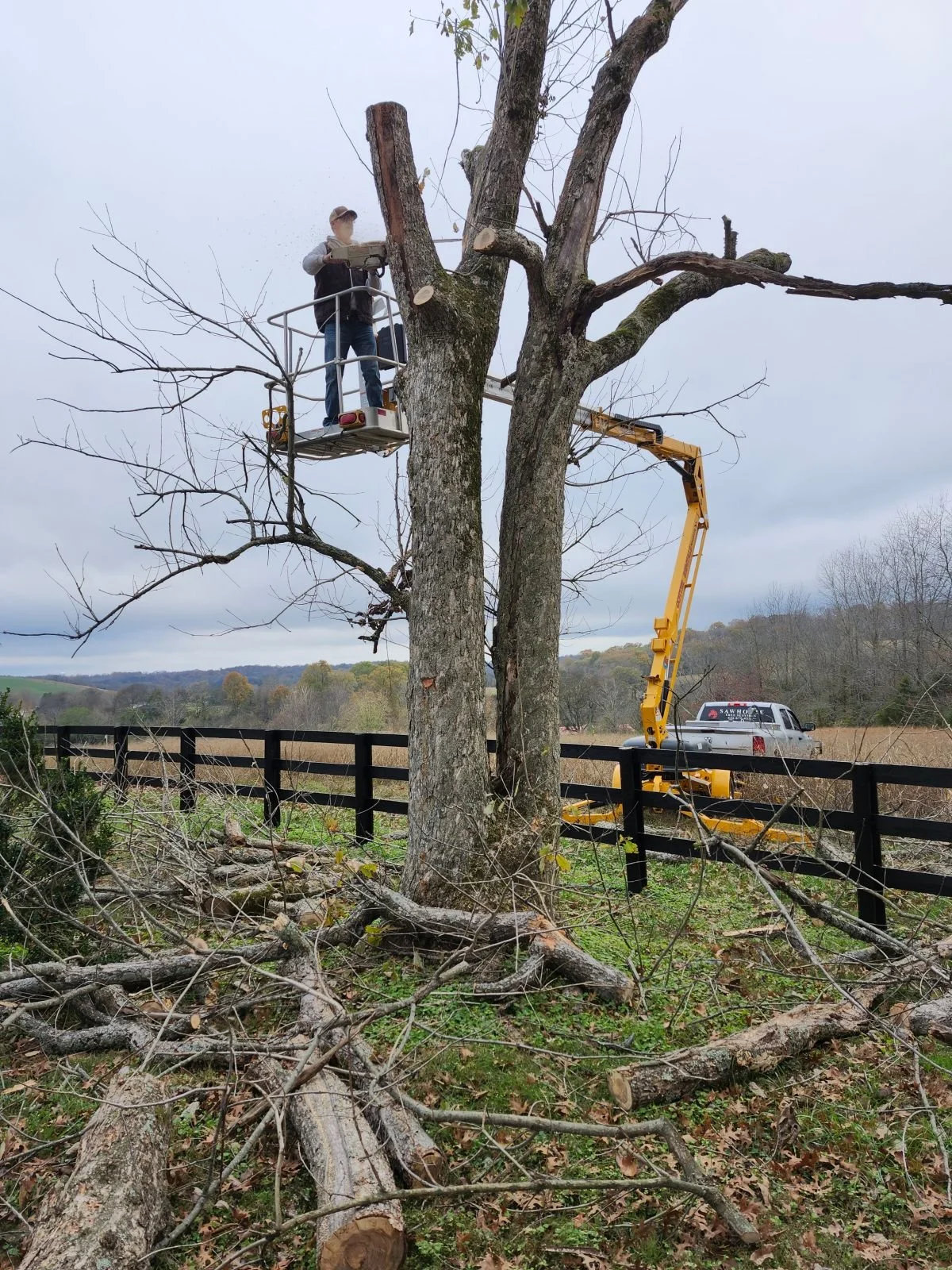 Removal of a large tree overhanging the fence