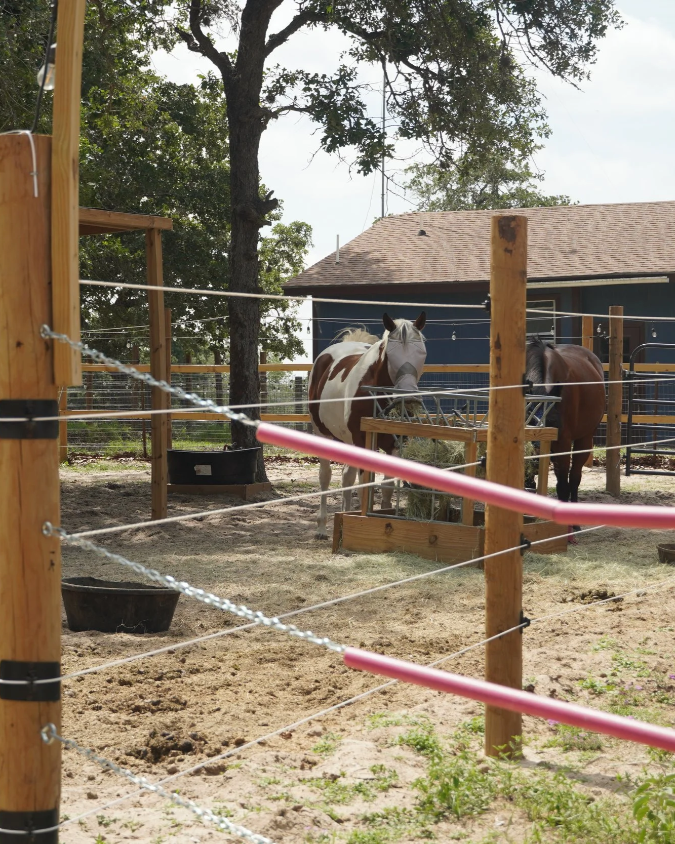 Paint horse and bay horse in safe, secure paddocks at The Gentle Cowgirl boarding facility in Stockdale, TX — small herd boarding with individualized care near San Antonio