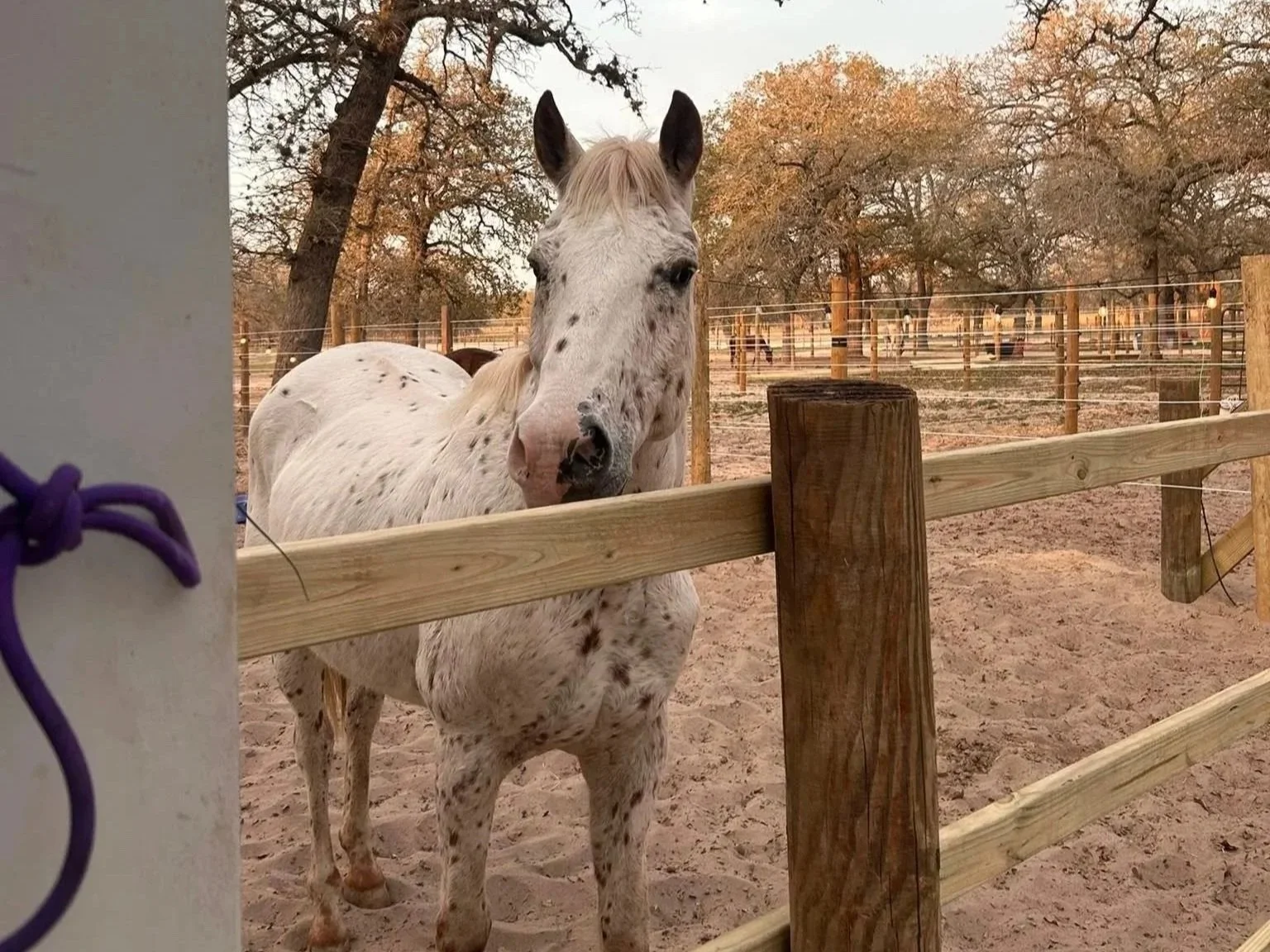 A white horse with black spots on its face and body standing behind a wooden fence in a sandy enclosure, with leafless trees and a set of fences in the background.