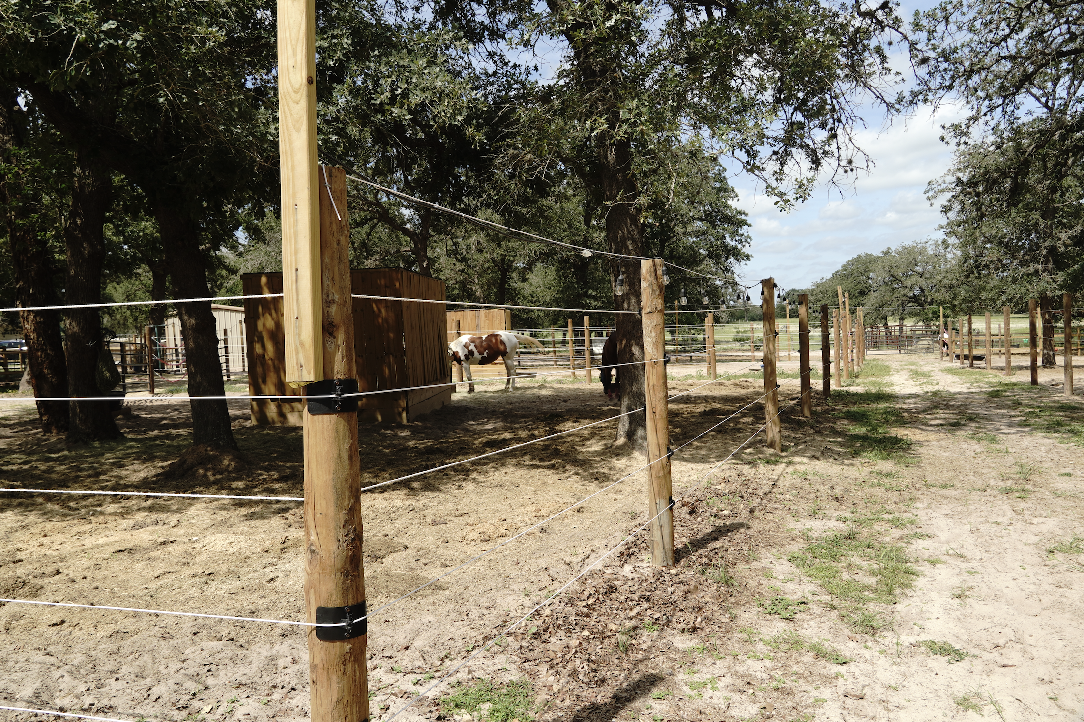 Shaded paddock lanes with a paint horse at The Gentle Cowgirl boarding facility in Stockdale, TX — safe, tree-shaded turnout and boarding for horses near San Antonio