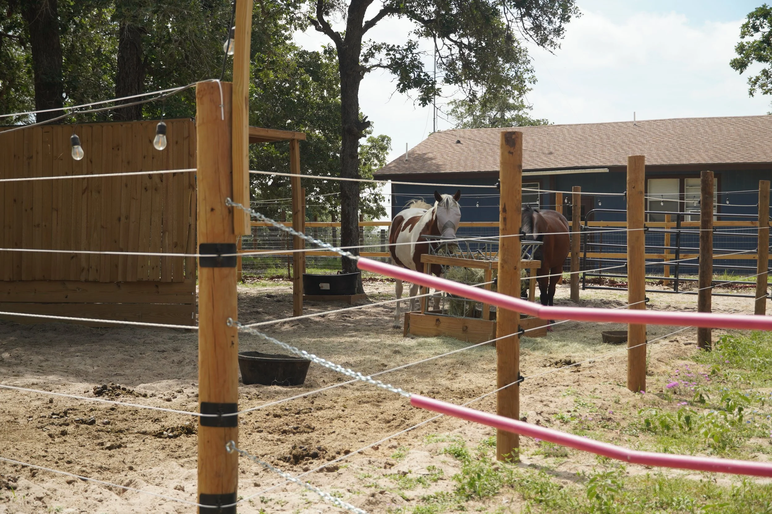 Horses in turnout paddocks at The Gentle Cowgirl boarding facility in Stockdale, TX — safe, well-maintained stalls and daily turnout for boarded horses near San Antonio