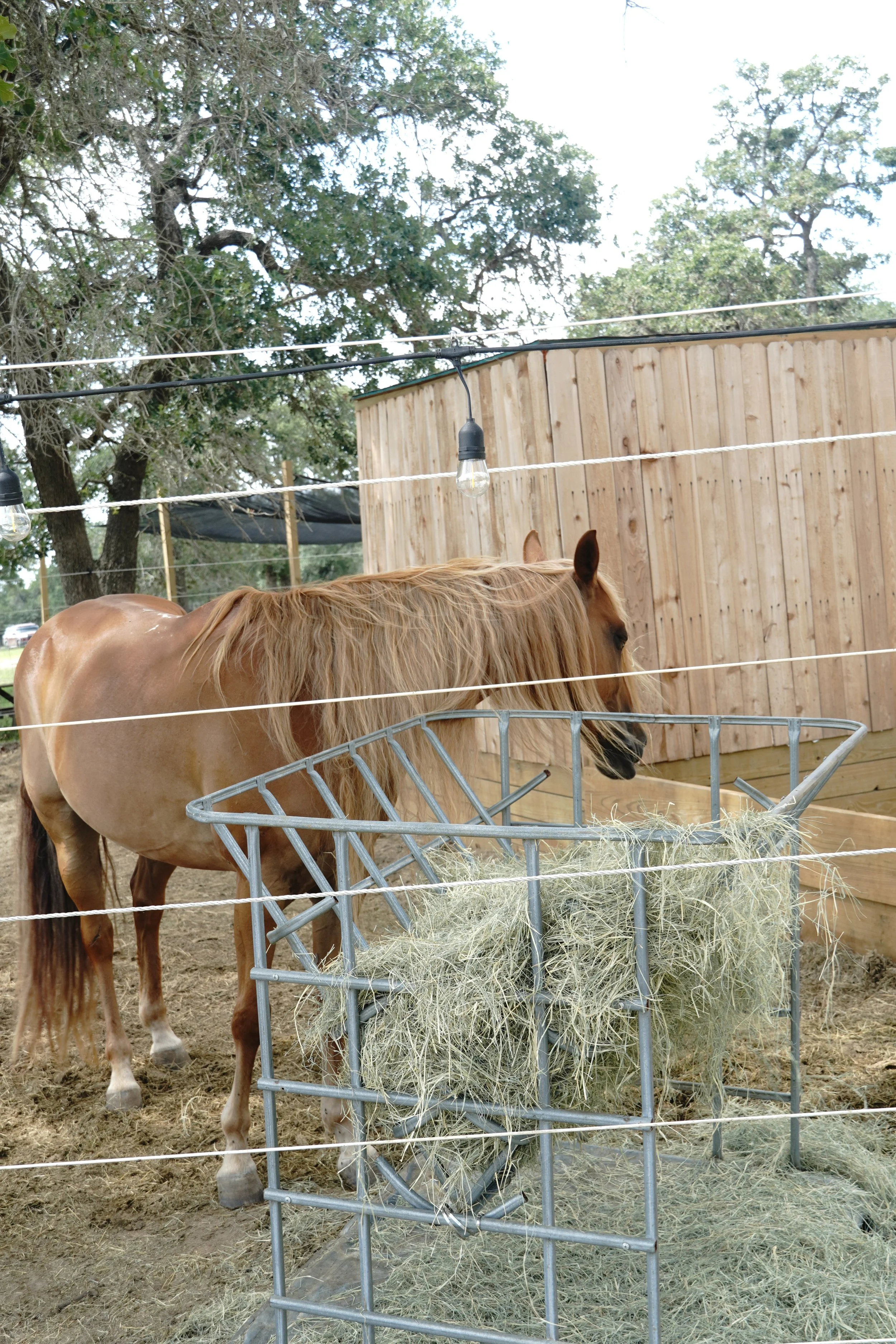 Boarded horse eating hay at The Gentle Cowgirl in Stockdale, TX — consistent feeding schedules and attentive daily care for boarded horses near San Antonio