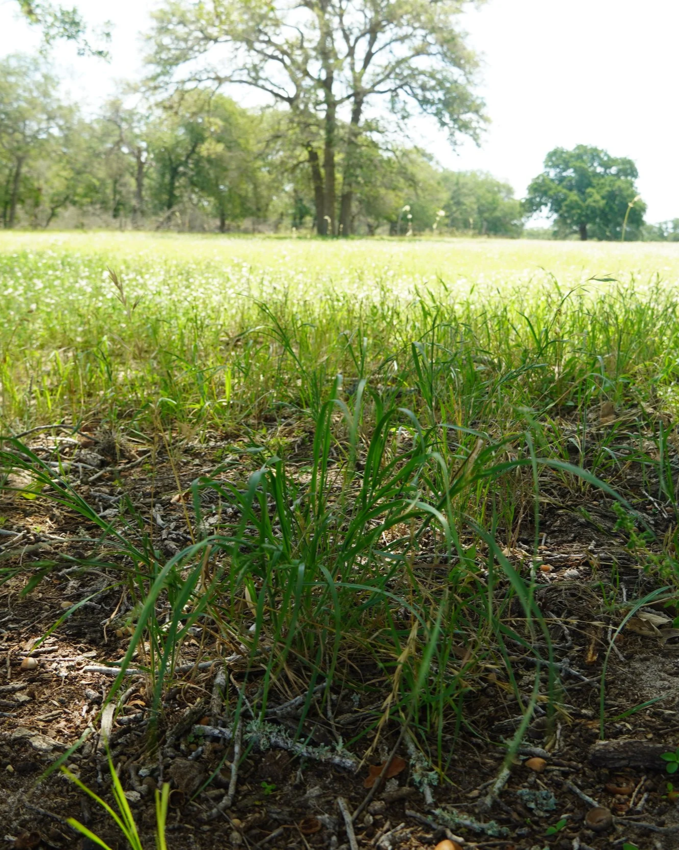 Open pasture and grounds at The Gentle Cowgirl in Stockdale, TX — spacious outdoor property for horse boarding and riding lessons near San Antonio