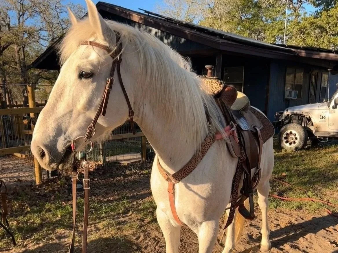 White western horse tacked up and ready to ride at The Gentle Cowgirl in Stockdale, TX — professional horse training and tune-ups near San Antonio