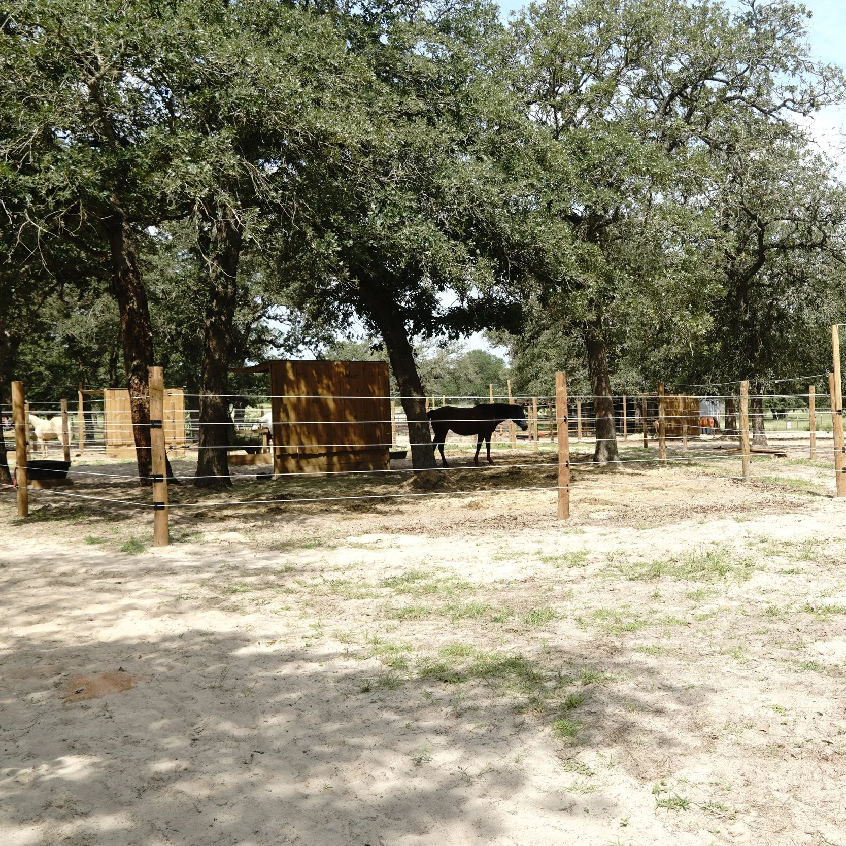 Horse boarding facility at The Gentle Cowgirl in Stockdale, TX — small herd boarding with daily turnout, clean stalls, and personalized care near San Antonio