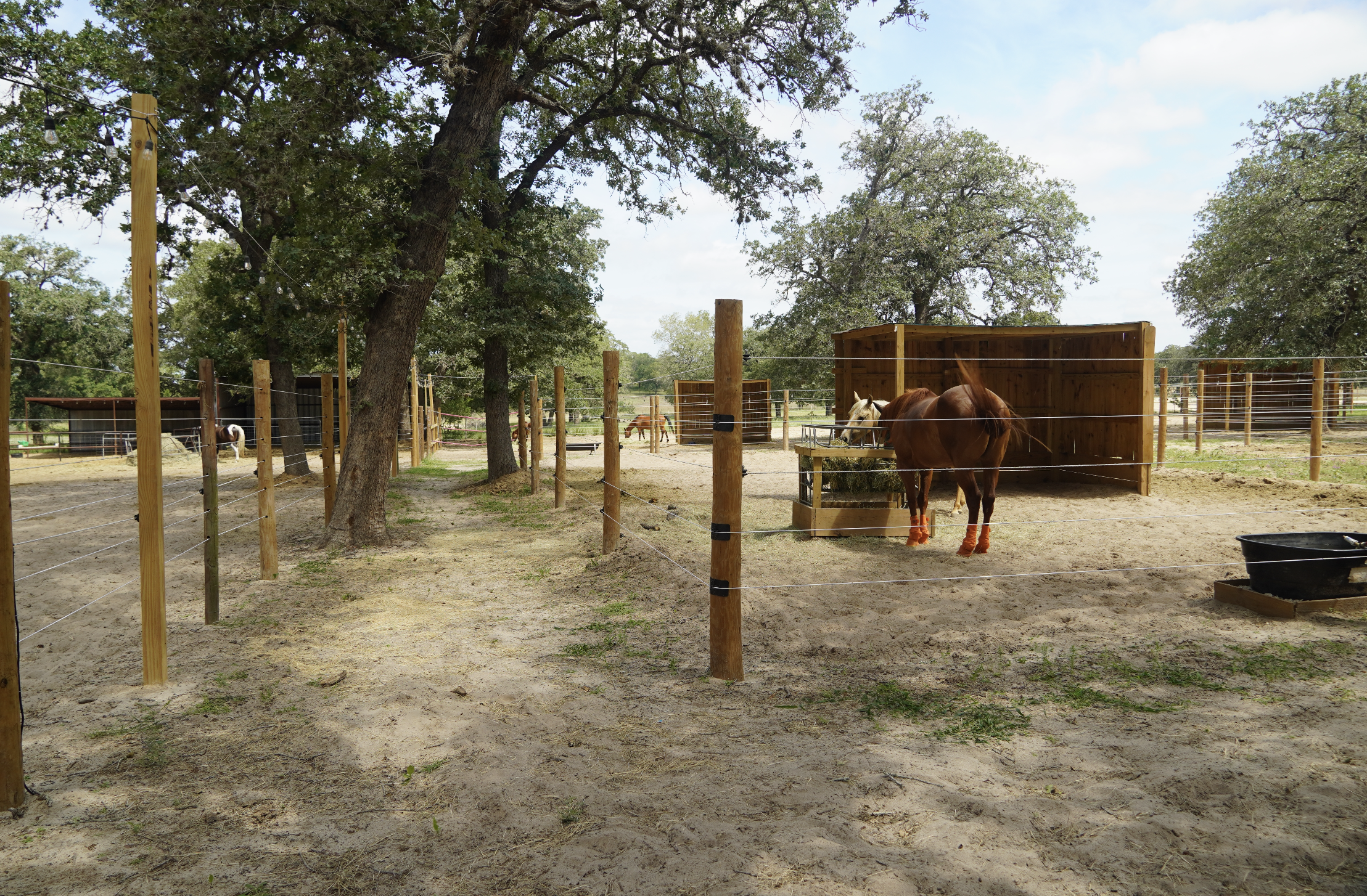 Horses eating hay in individual paddocks at The Gentle Cowgirl boarding facility in Stockdale, TX — attentive daily feeding and turnout care for boarded horses near San Antonio