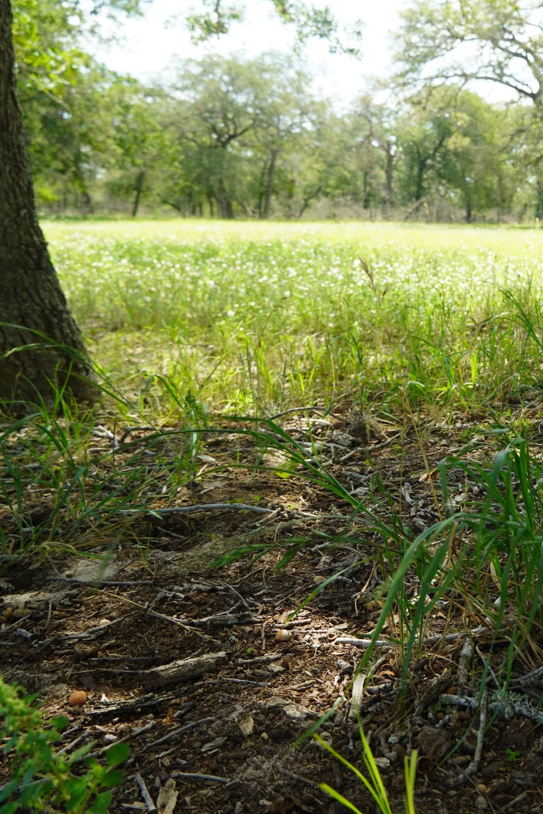 Lush green pasture and natural grounds at The Gentle Cowgirl in Stockdale, TX — peaceful rural horse boarding facility with open land near San Antonio