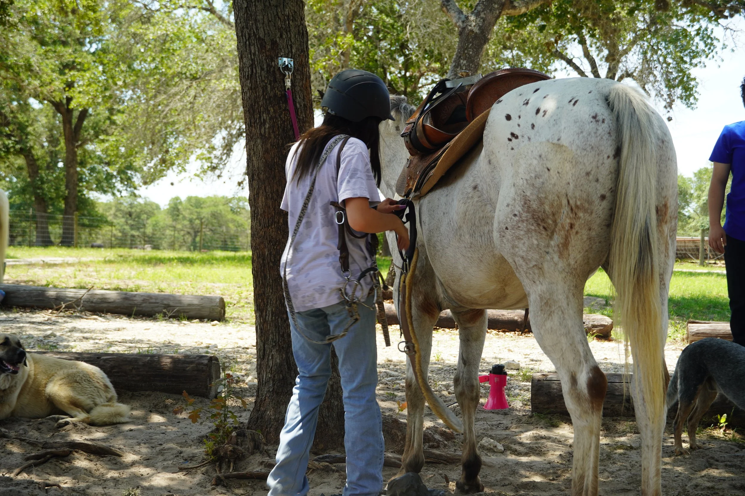 Student learning to tack and saddle a horse at The Gentle Cowgirl in Stockdale, TX — ground up horsemanship and riding lessons for beginners near San Antonio