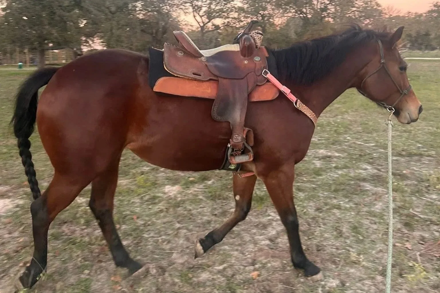 Bay horse saddled and in training at The Gentle Cowgirl in Stockdale, TX — western horse training, tune-ups, and foundation work near San Antonio