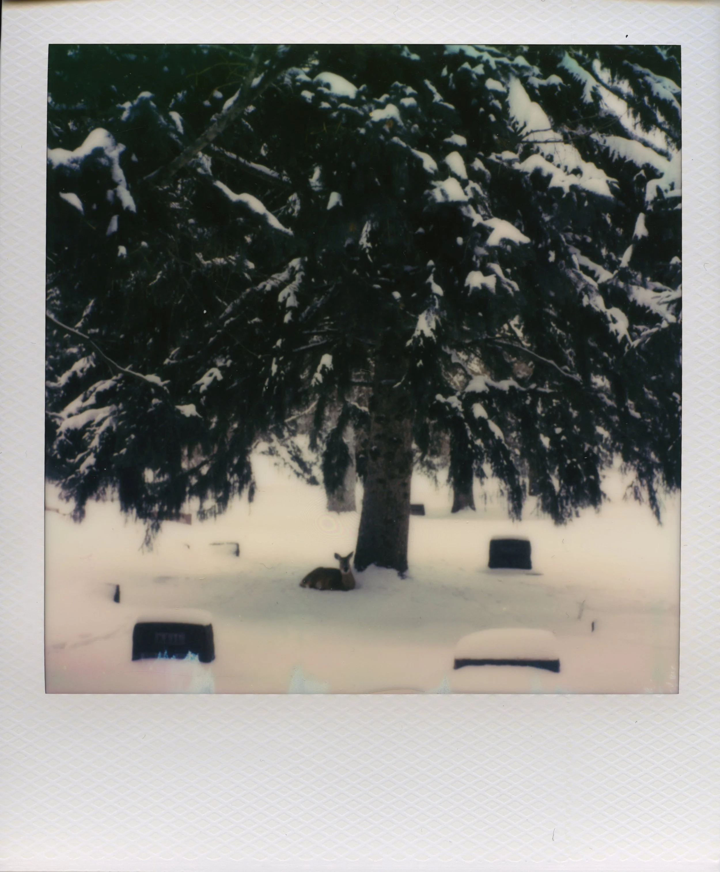 PolaroidScans(2:17:25)0002.jpg
