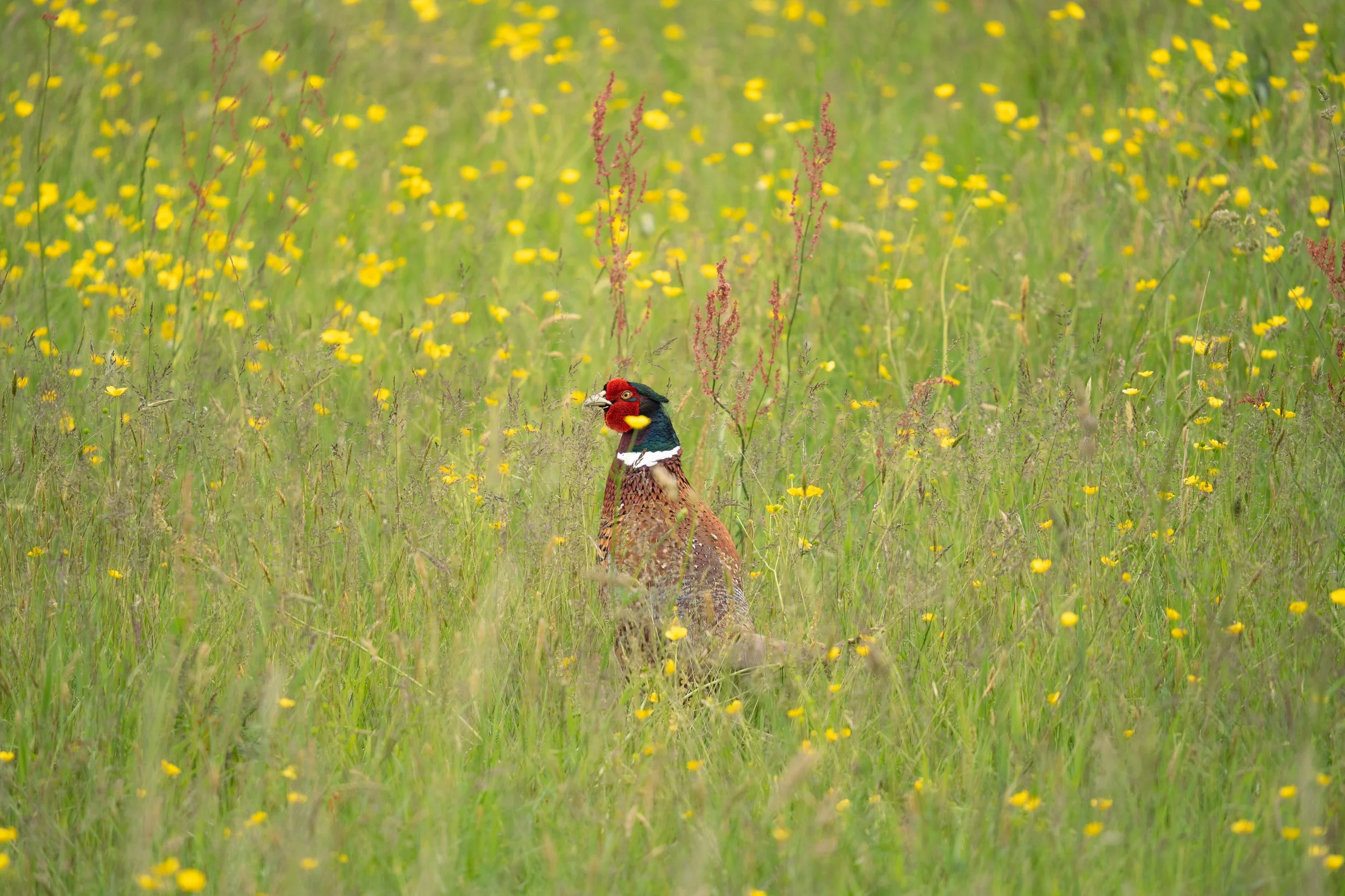 Common Pheasant