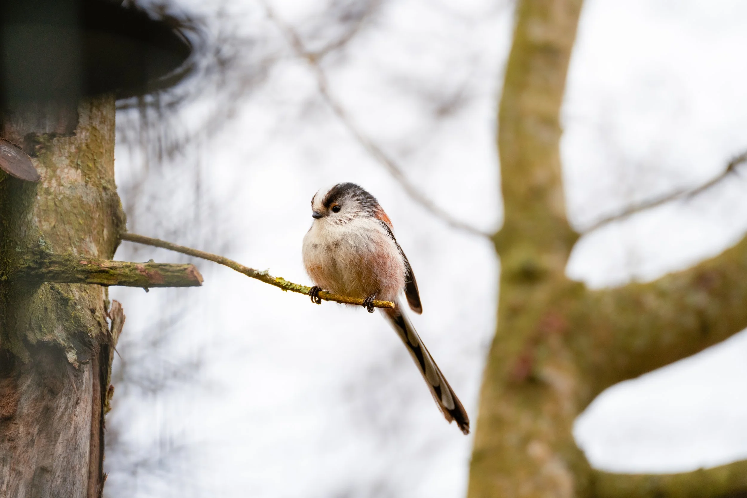 Long-tailed Tit