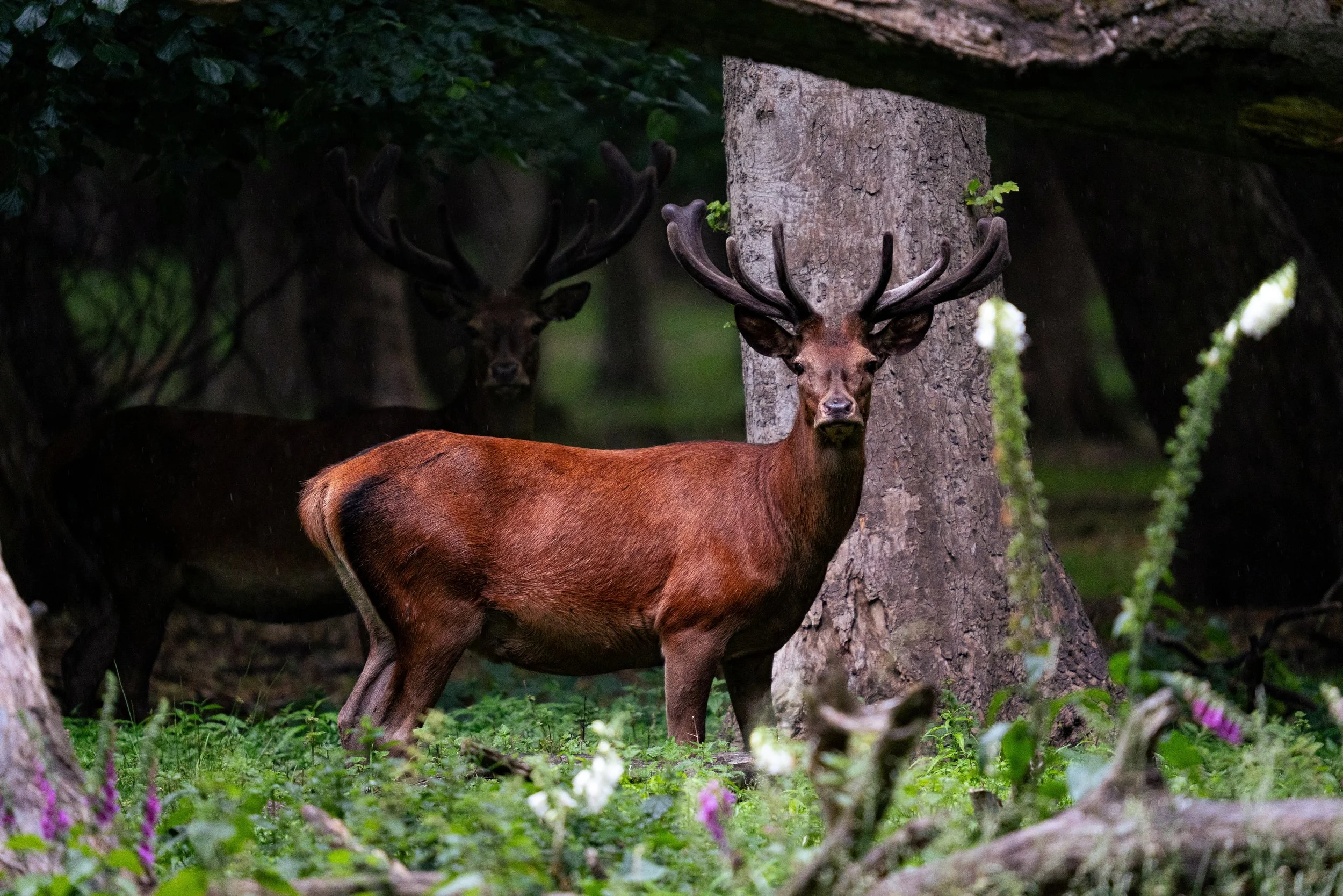 Red Deer