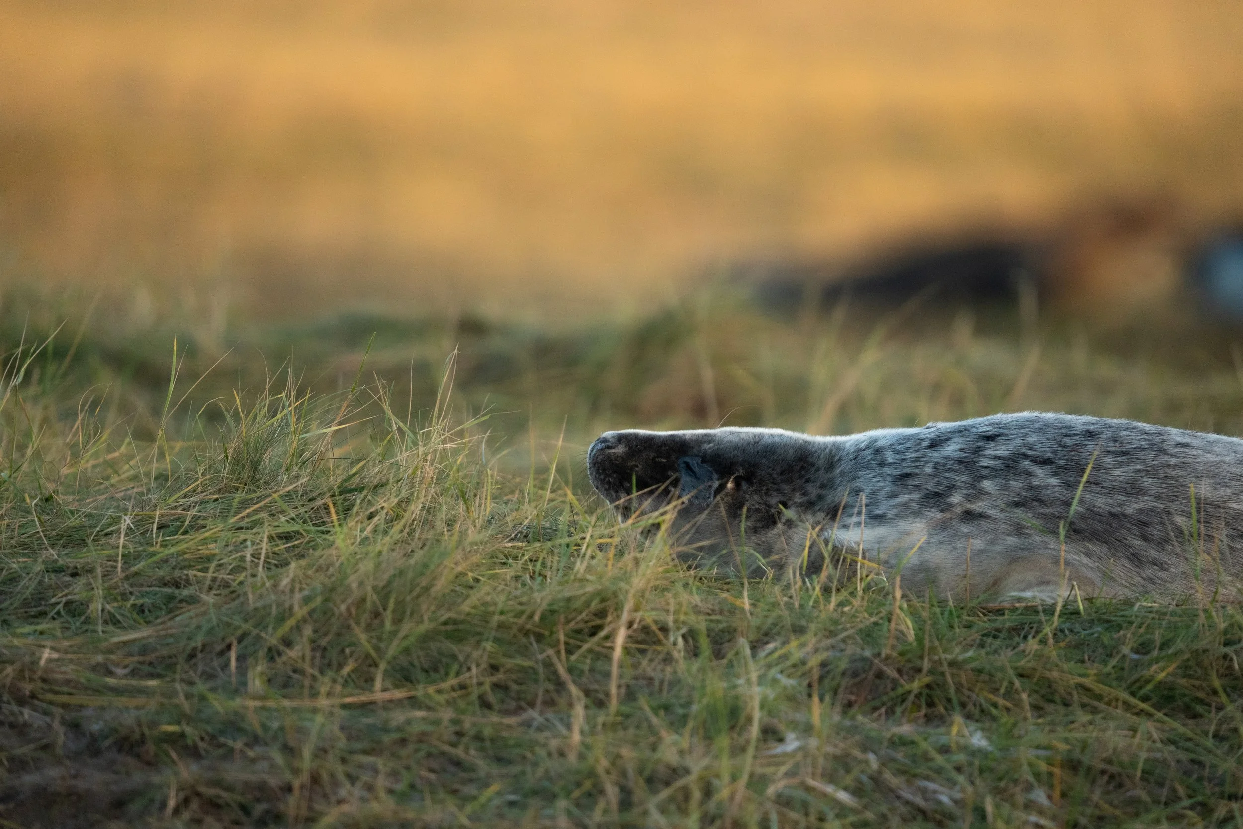Grey Seal Pup