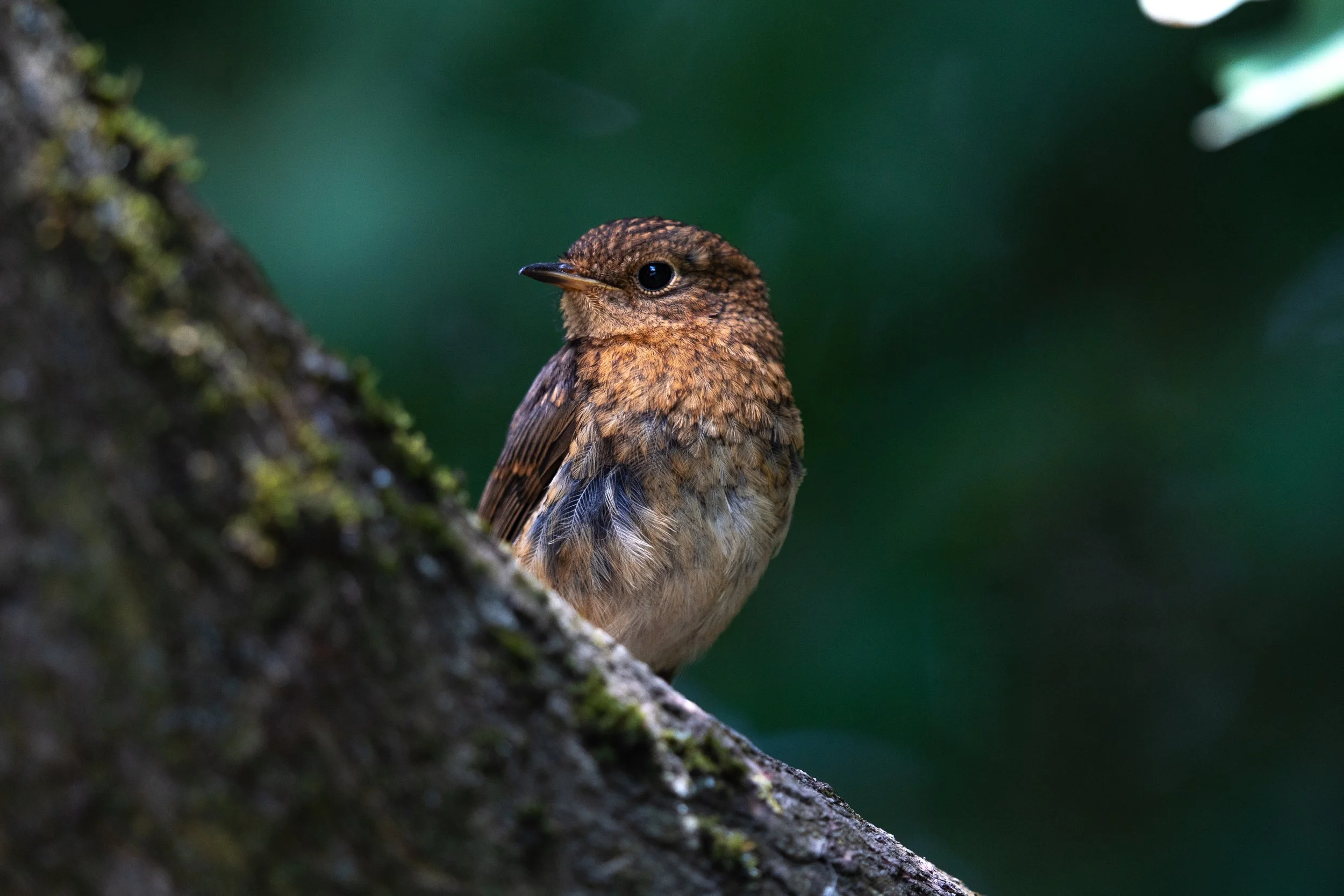 Juvenile European Robin