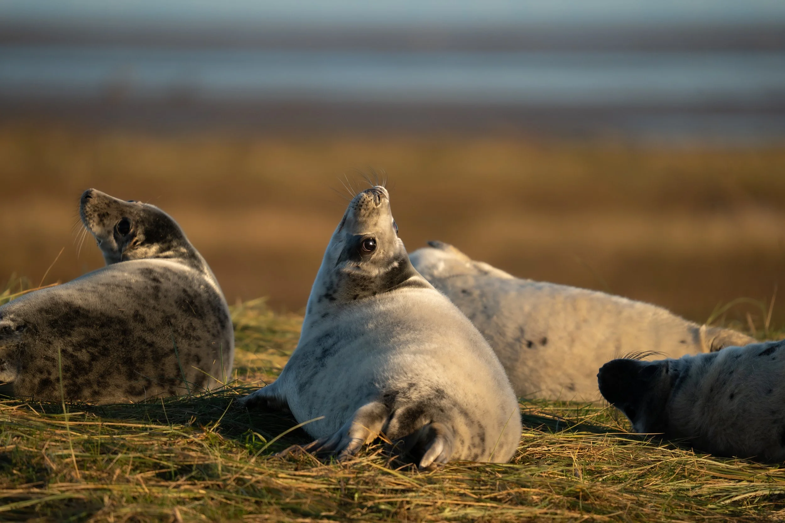 Grey Seal Pup